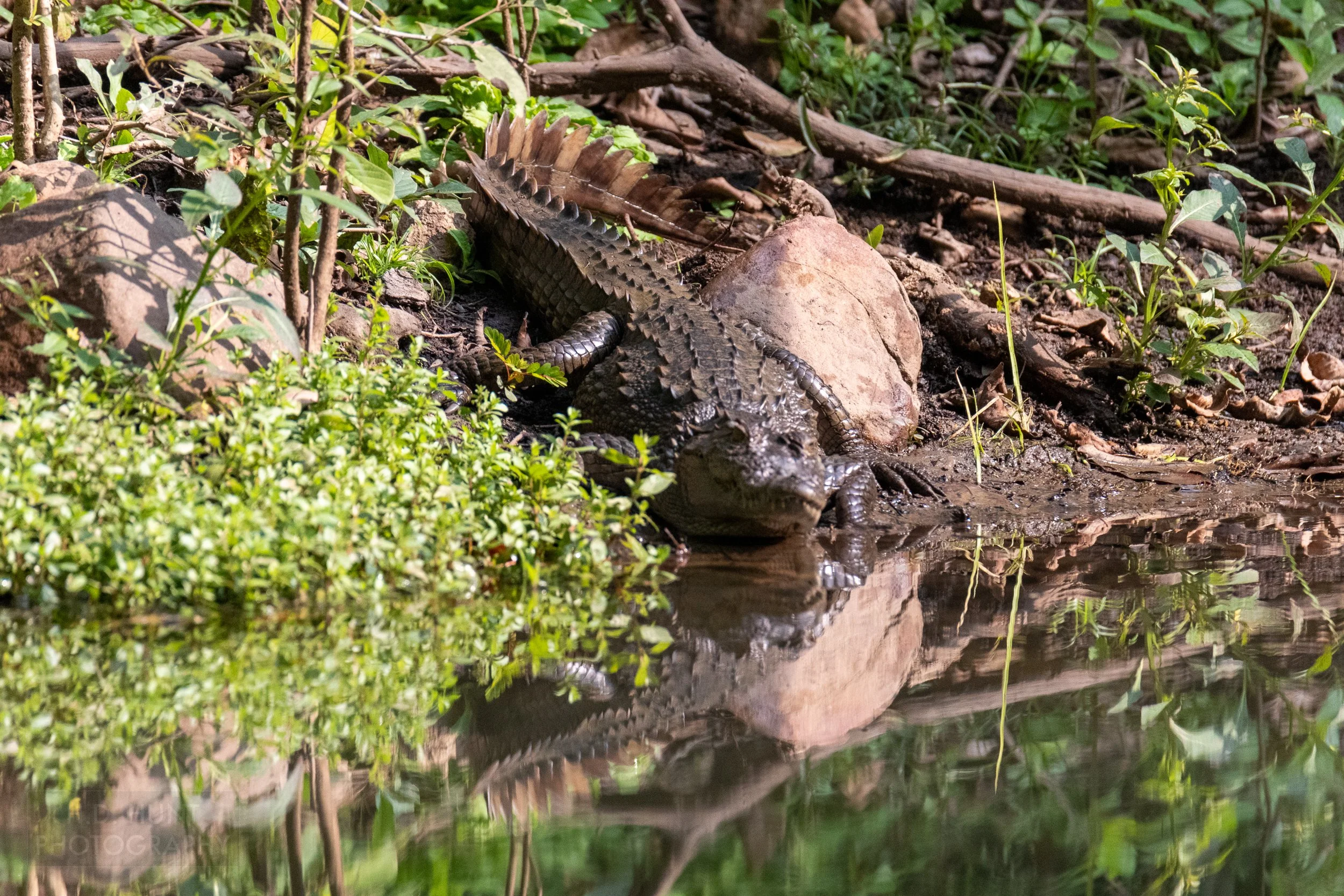 A crocodile sits along the edge of a small pond in Panna National Park, India.