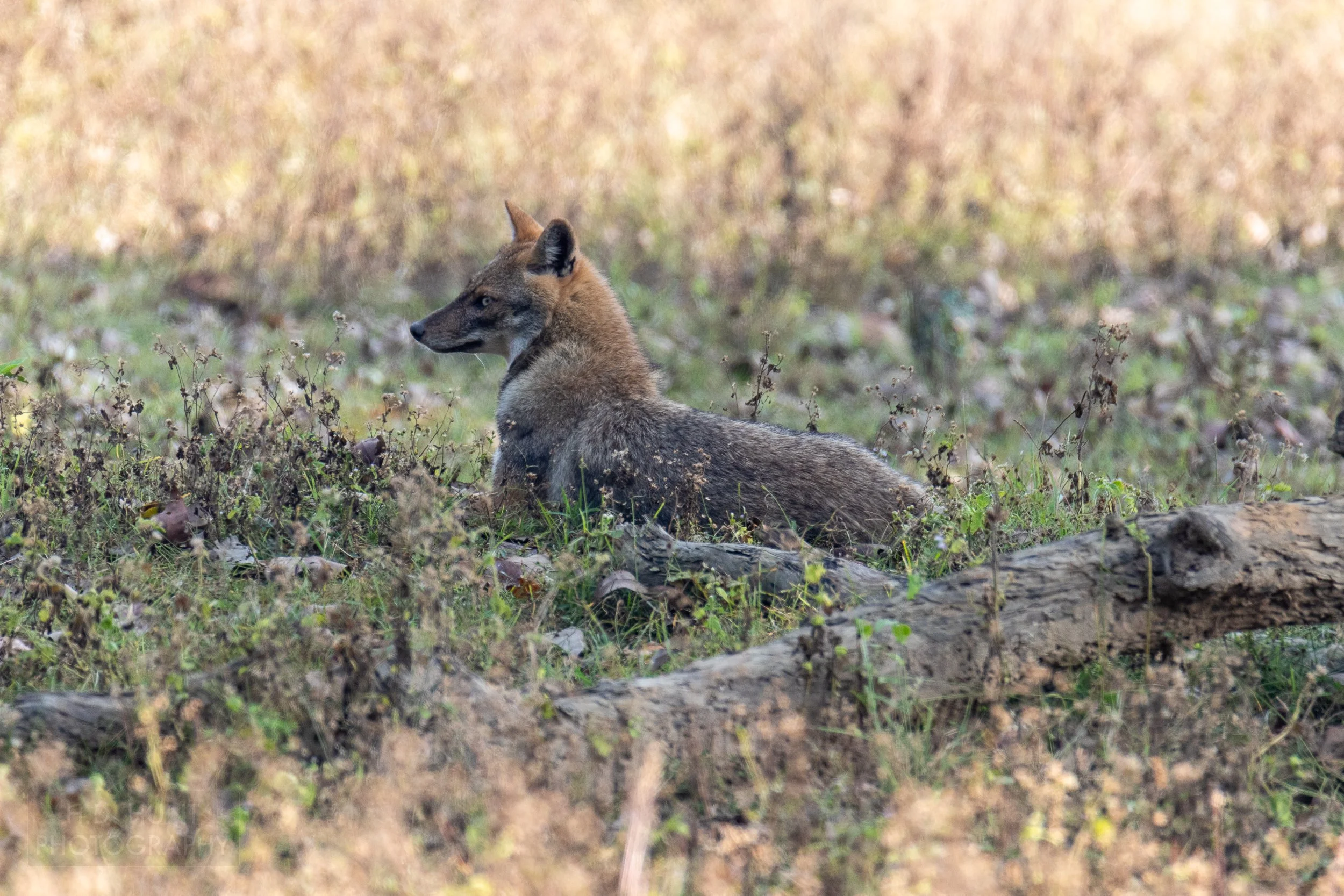 An Indian jackal - a brown mammal resembling a fox - sits in a grassy field in Kanha Tiger Reserve, India.