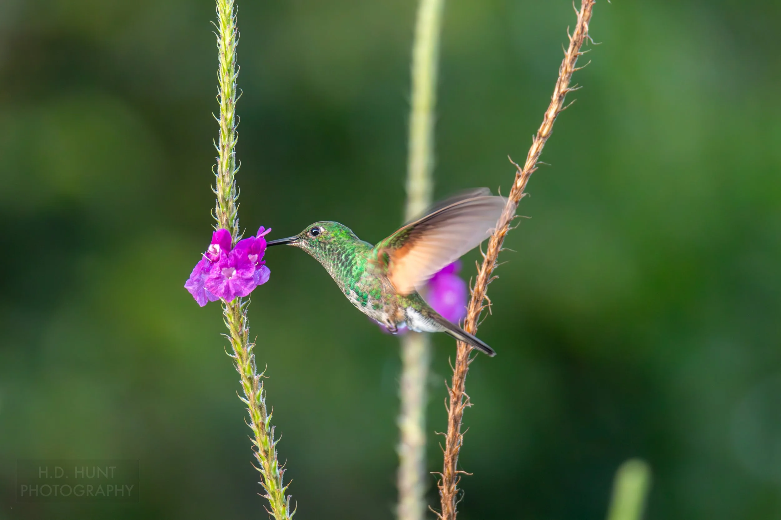 A hummingbird collects pollen from a flower in Monteverde, Costa Rica.