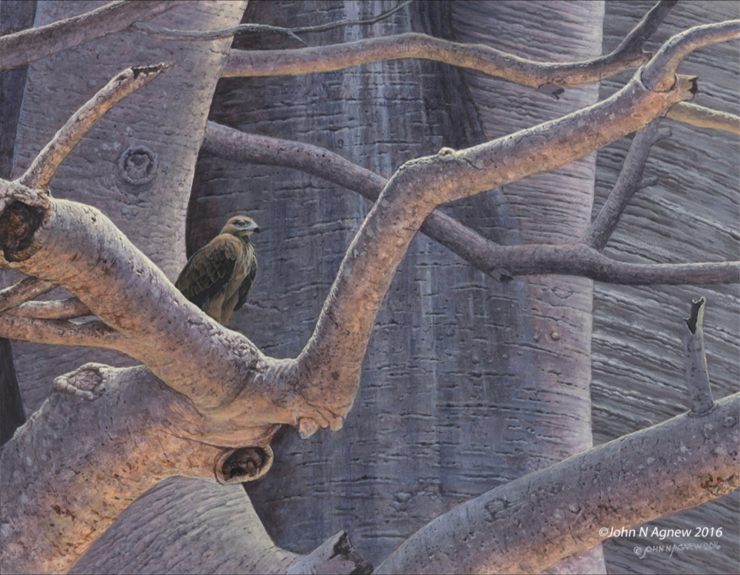 JOHN H. AGNEW, BAOBOB PERCH (TAWNY EAGLE) ACRYLIC ON PANEL, 11 IN. X 14 IN.