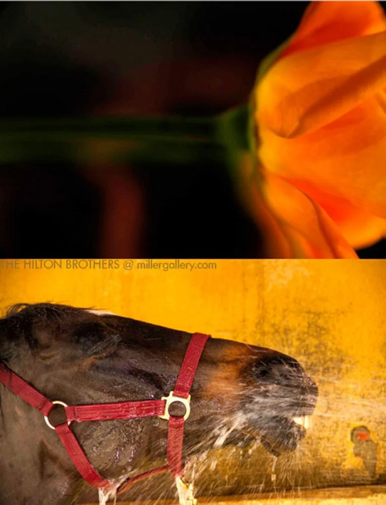 The Hilton Brothers- Makos/Solberg VALESQUEZ (Hippofolium Portfolio) Digital Pigment Print 58x44 in.