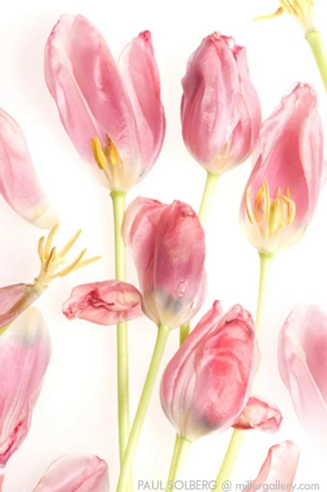 The Hilton Brothers - Makos/Solberg Red Tulip 2008 (Left) Digital Pigment Print 54x36 in.