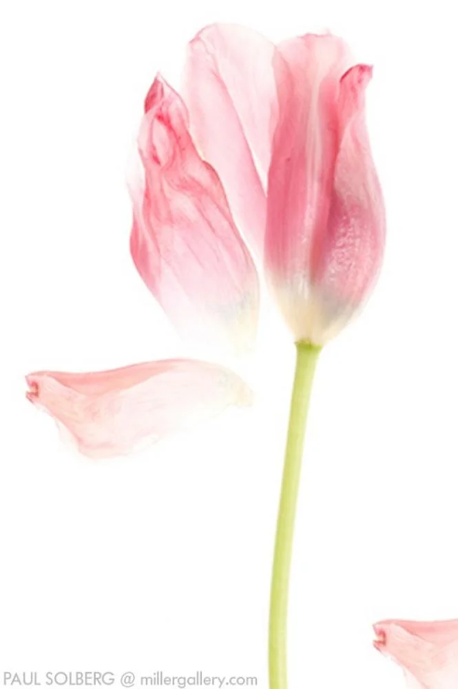 The Hilton Brothers - Makos/Solberg Red Tulip 2008 Digital Pigment Print 54x36 in.