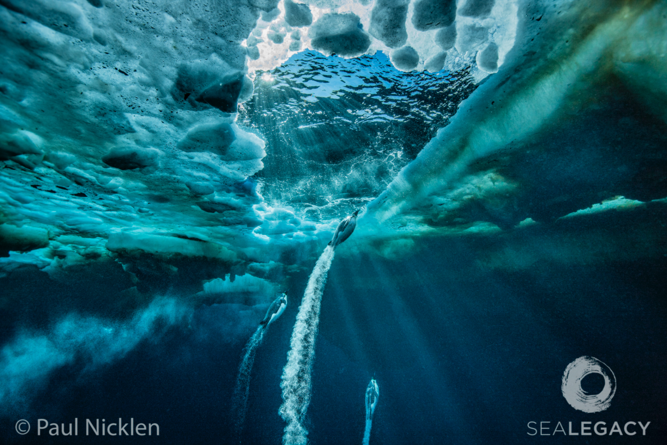 Paul Nicklen, Polar Express Dye Sublimation Print on Metal, 40x60 in.