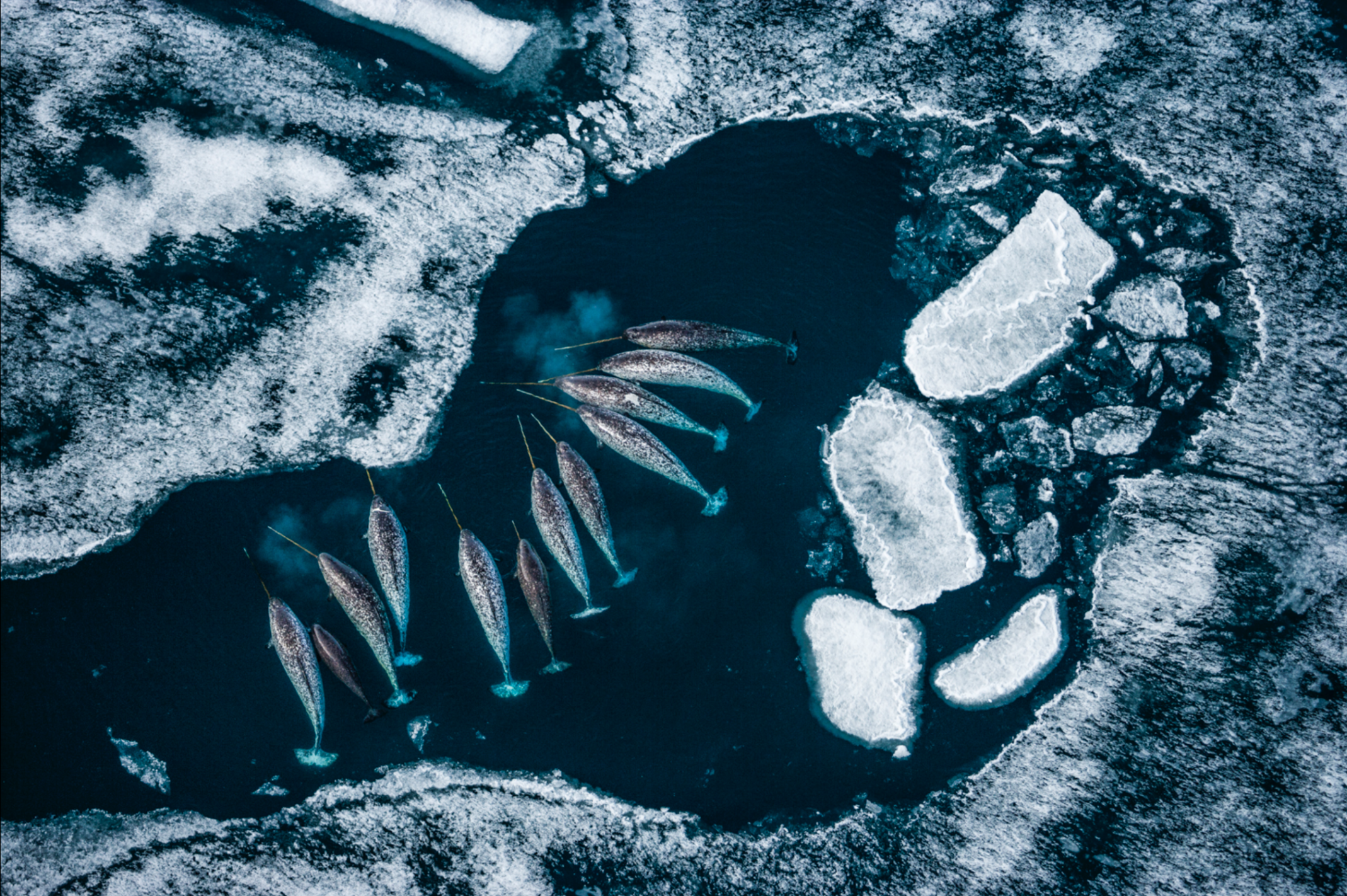 Paul Nicklen, Unicorns of the Sea Dye Sublimation Print on Metal, 40x60 in. SOLD