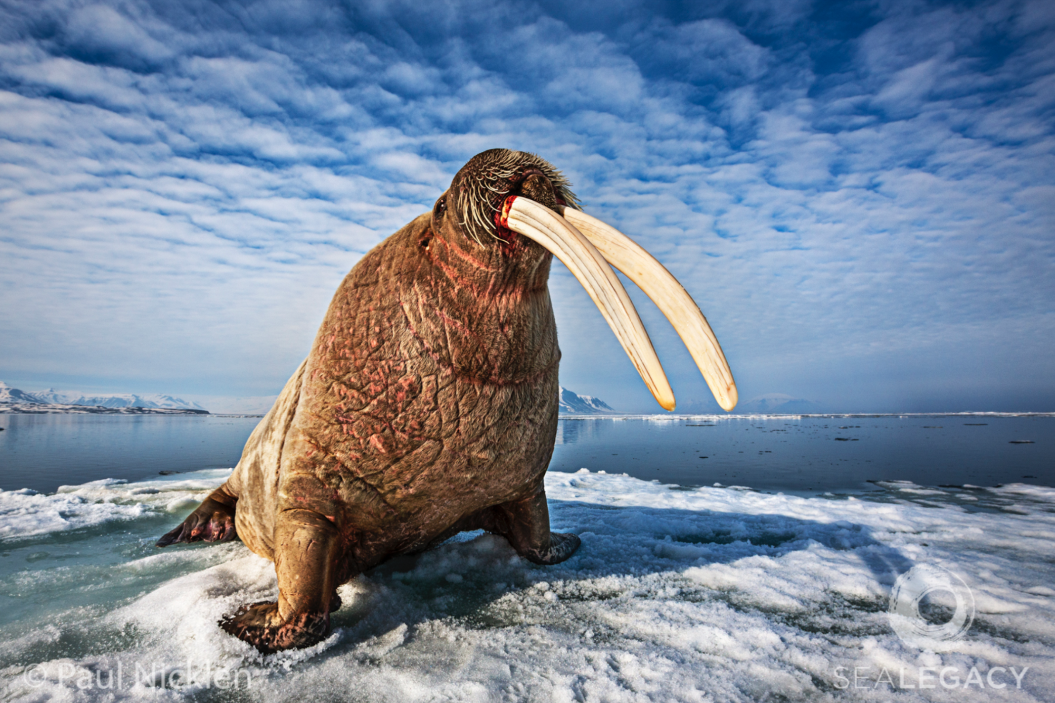 Paul Nicklen, Walrus King Digital Chromogenic Print, 20x30 in.