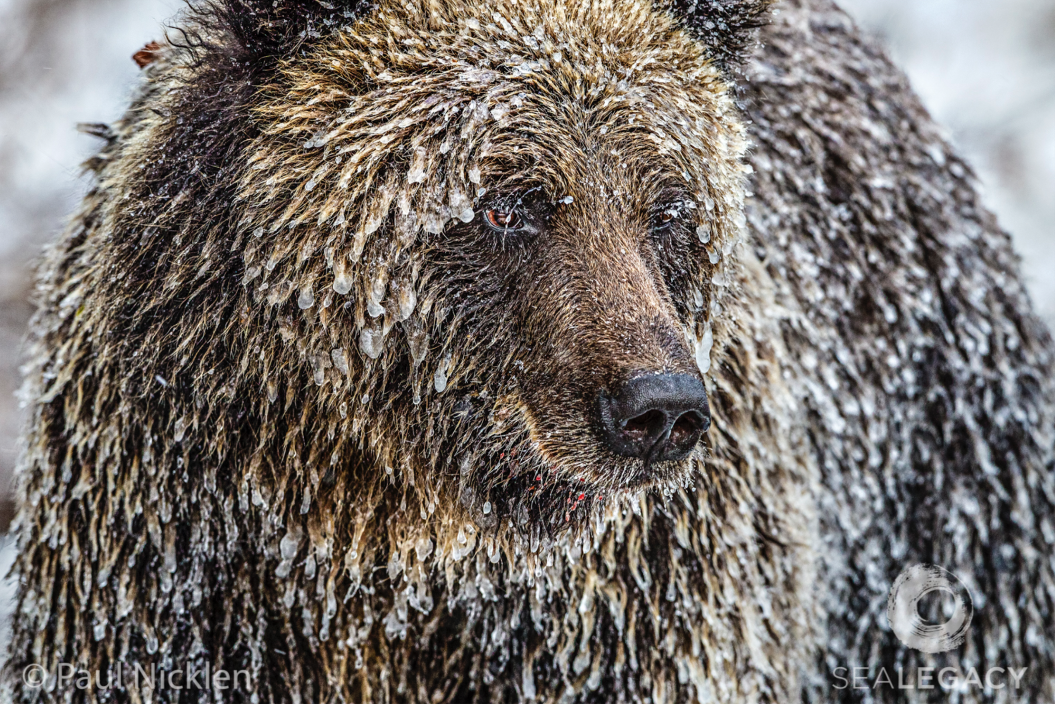 Paul Nicklen, Frosty Bear Archival Pigment Print, 20x30 in.