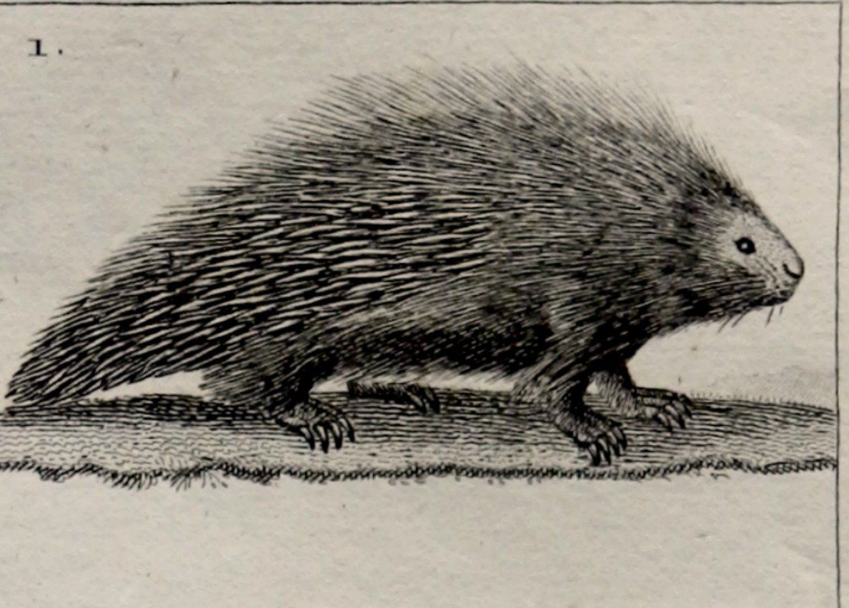 Porcupine.png
