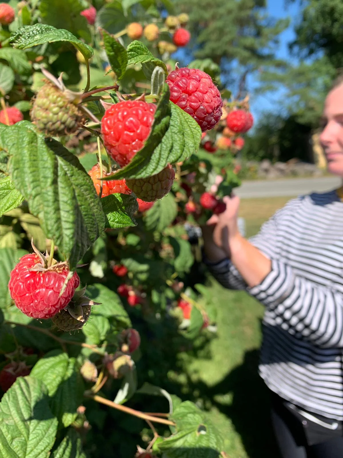 Vadelman satokausi on parhaimmillaan, viileä sää hidastaa pensasmustikan kypsymistä
