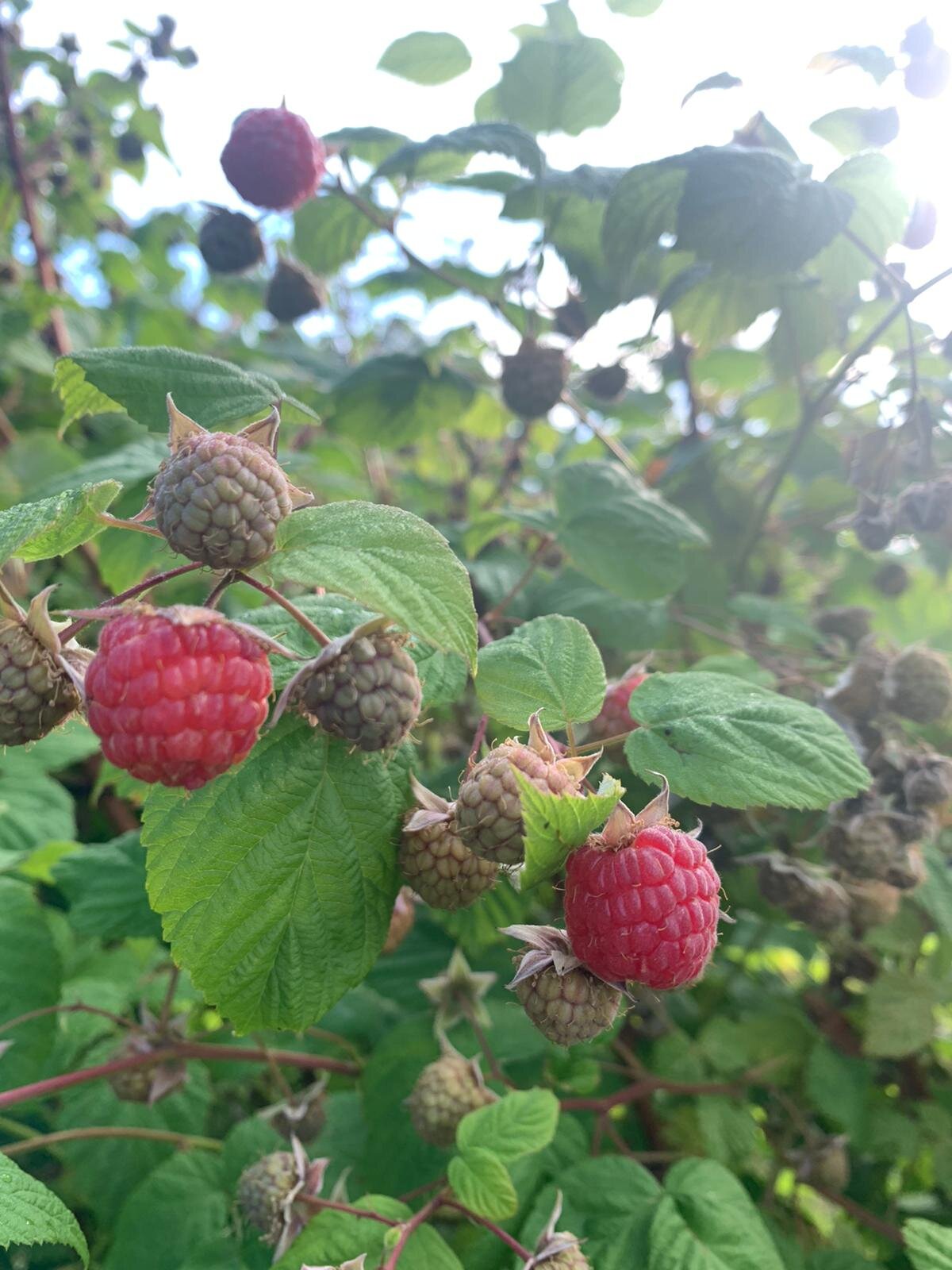 Vadelma alkaa kypsyä!