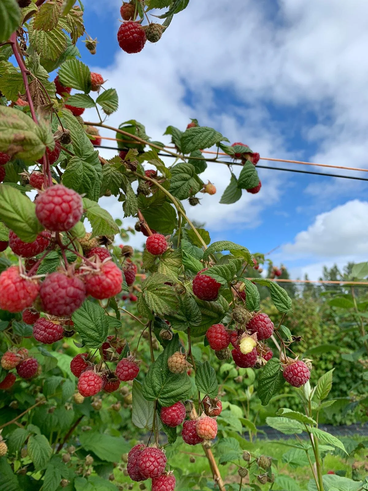 Mansikkakausi on ohi, vadelman pääsatokausi alkaa!