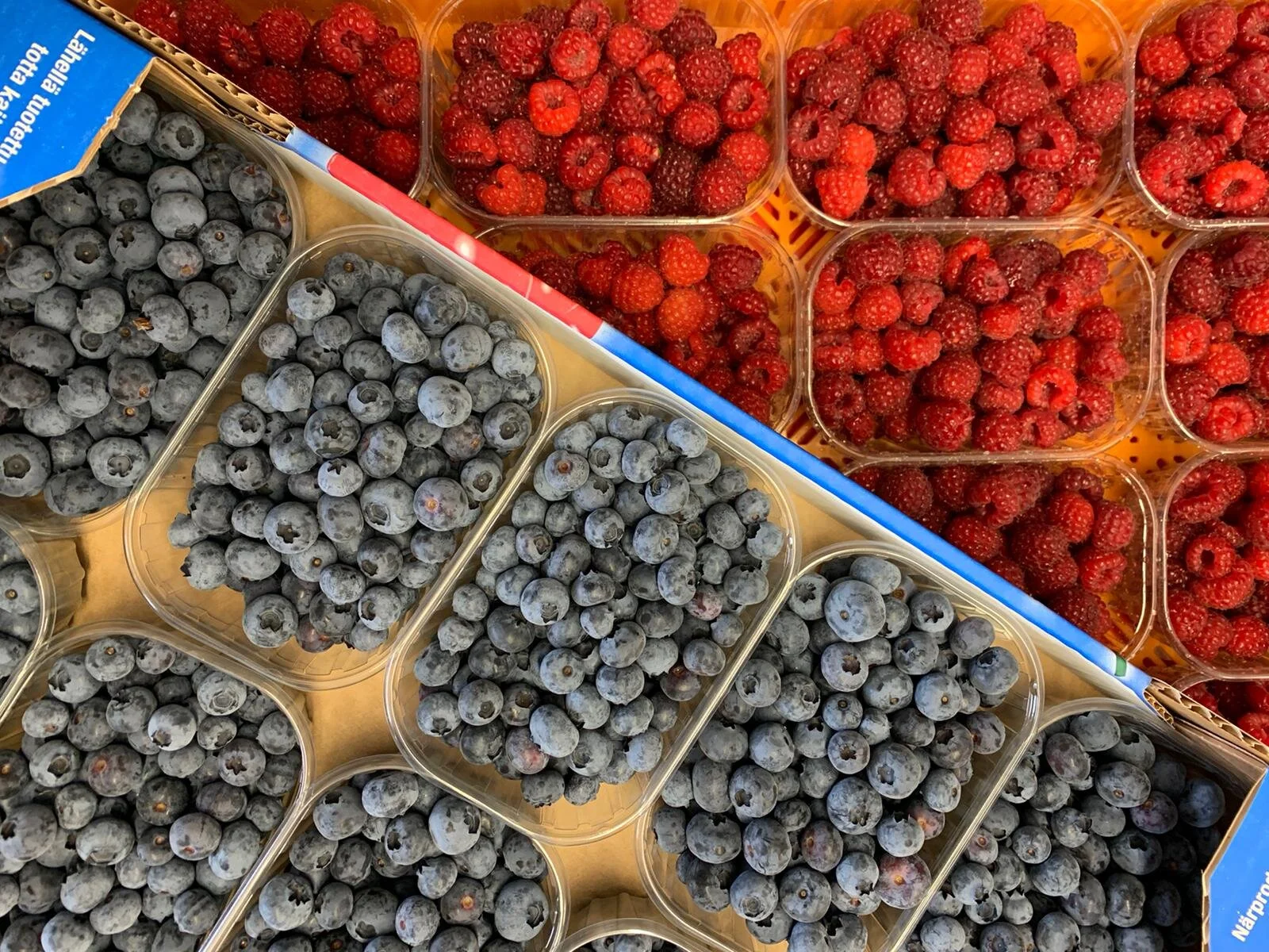 Ensimmäiset pensasmustikat ovat kypsyneet