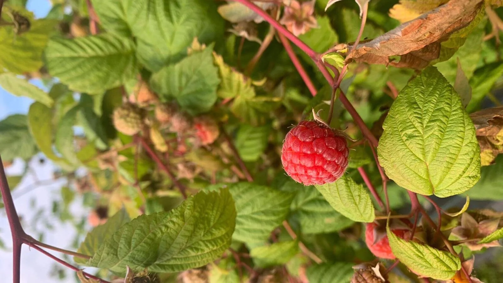 Vadelmakautta riittää vielä, pensasmustikka kypsyy pian