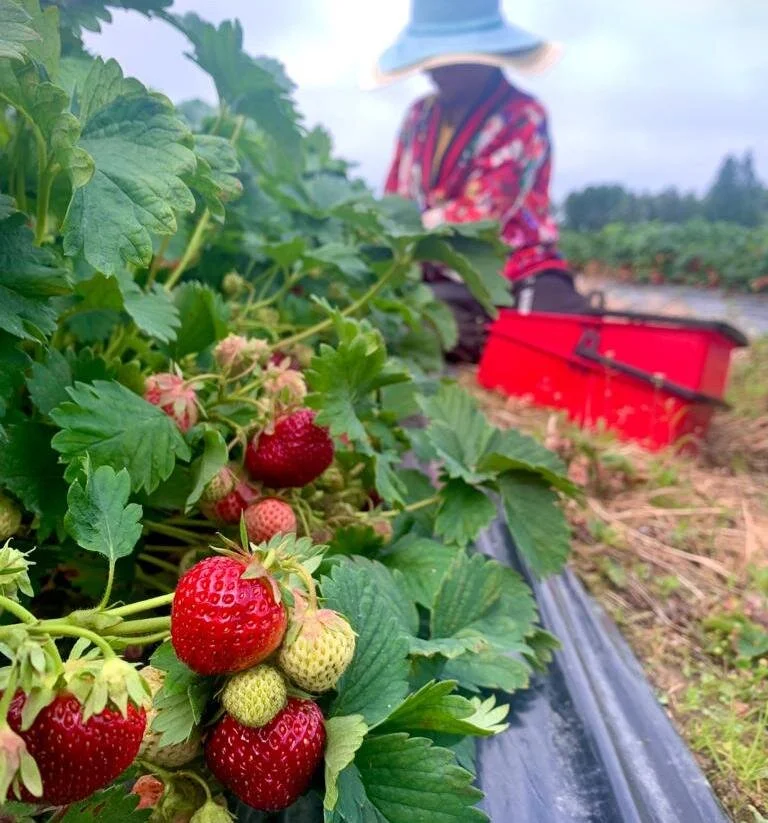 Mansikan itsepoiminta alkaa maanantaina 5.7. 