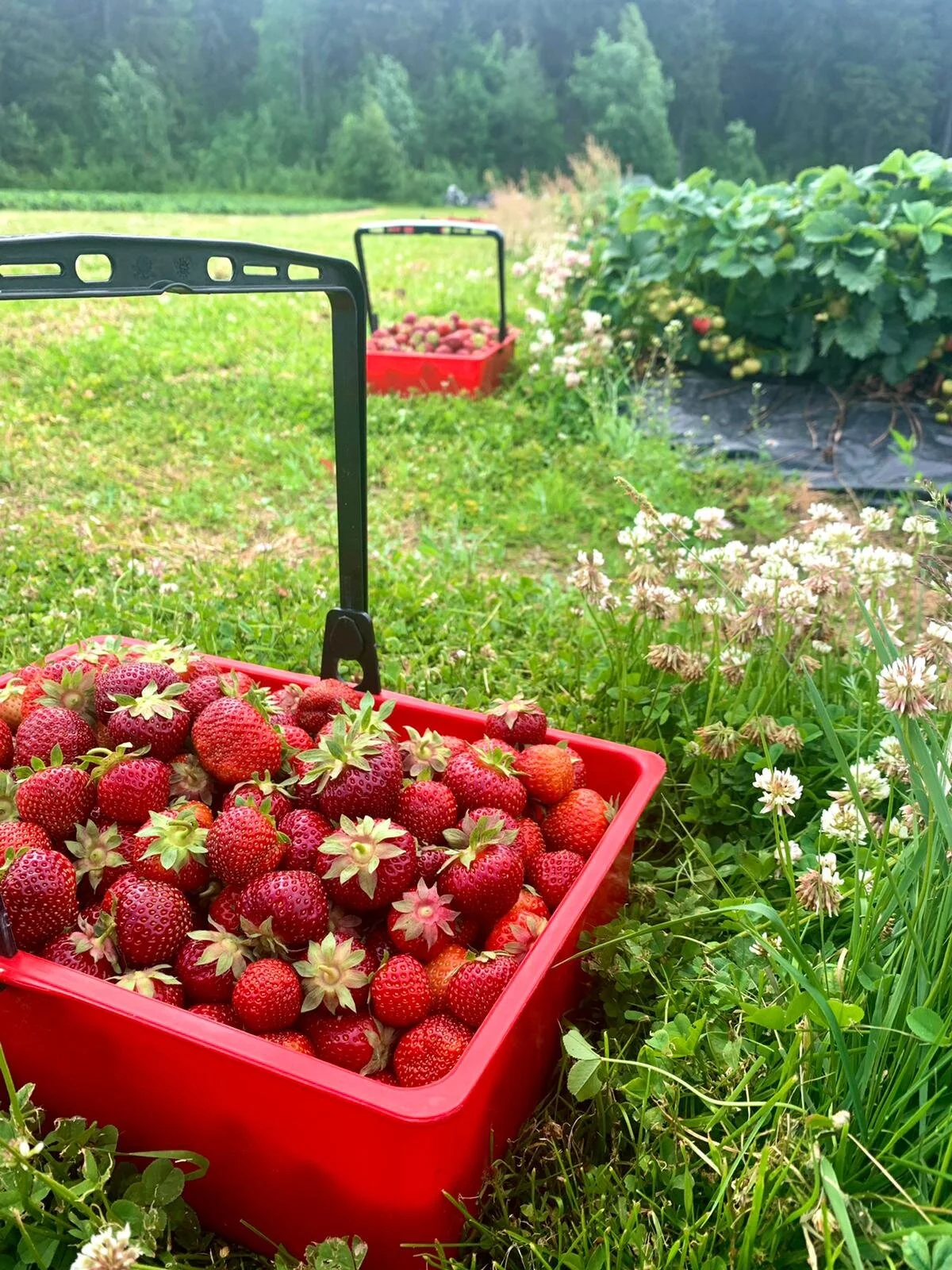 Mansikka kypsyy vauhdilla