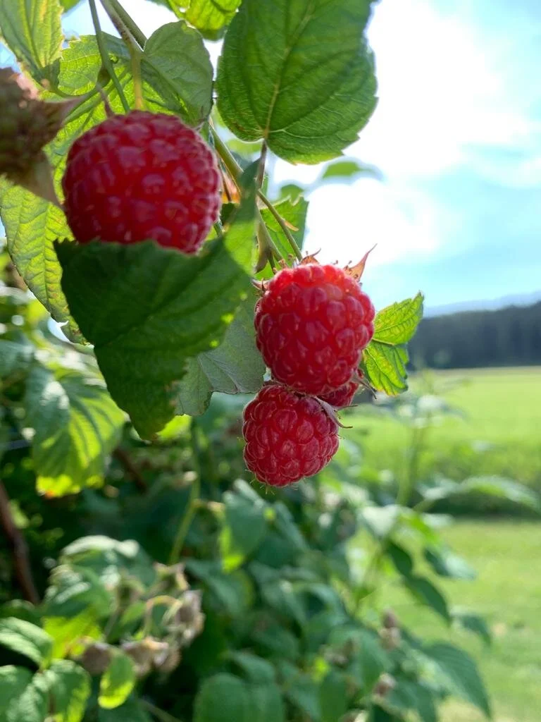 Vadelman itsepoiminta alkaa tiistaina 20.7. 