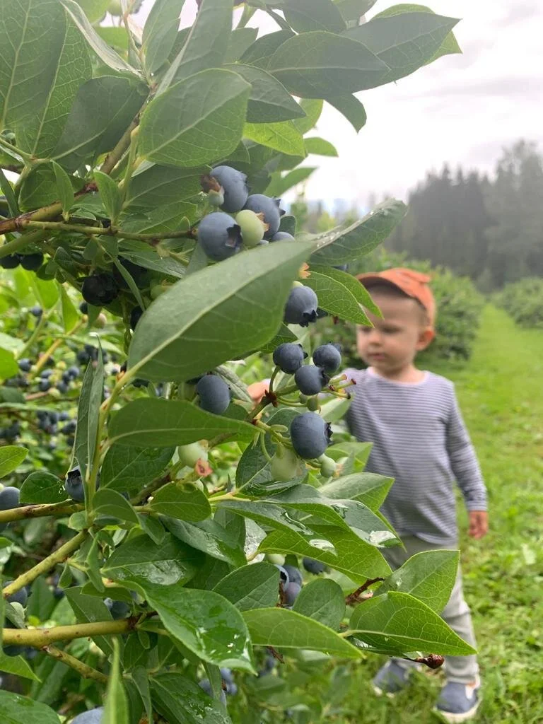 Pensasmustikan satokausi on nyt parhaimmillaan