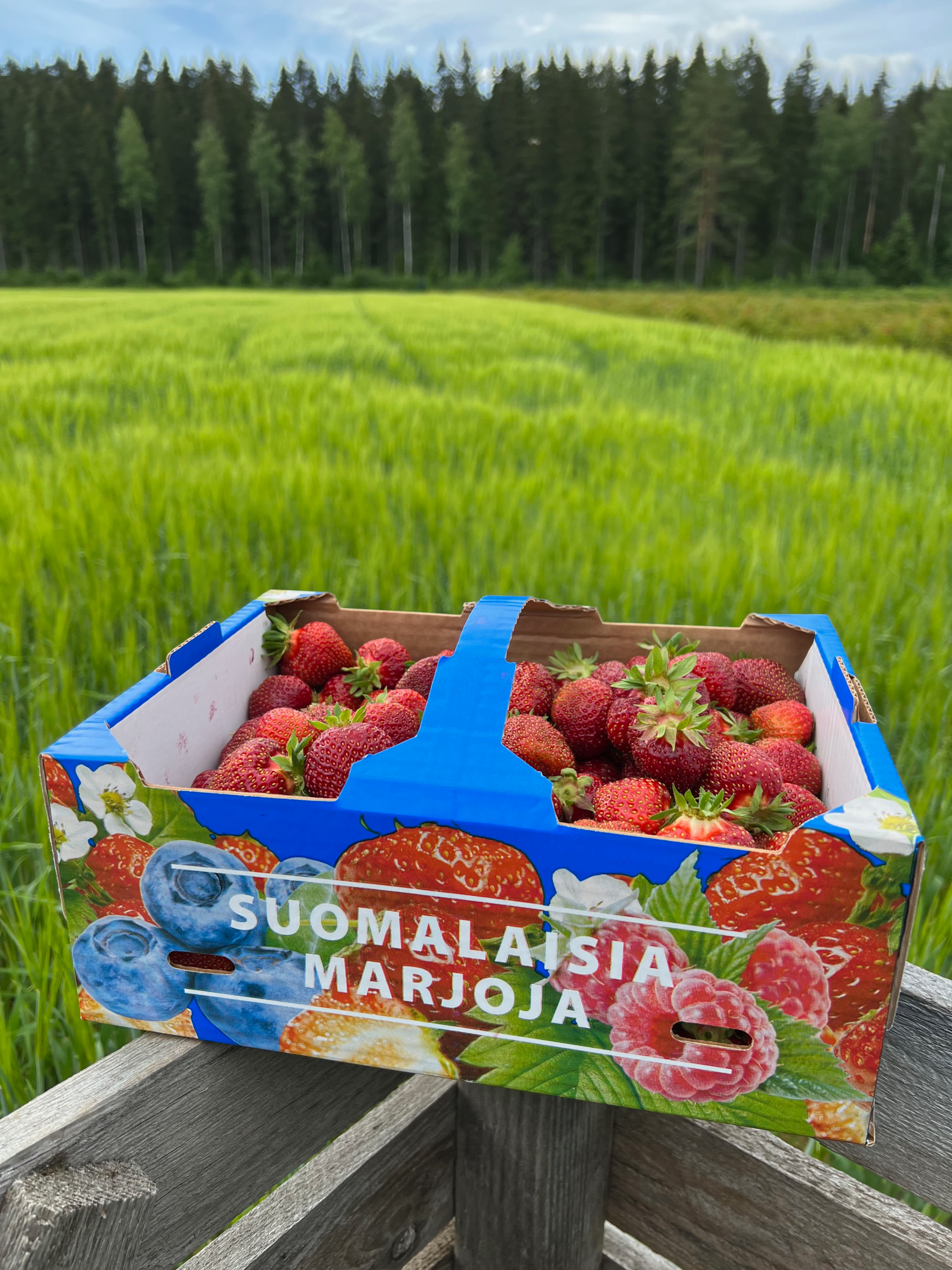 Mansikkakausi on alkanut