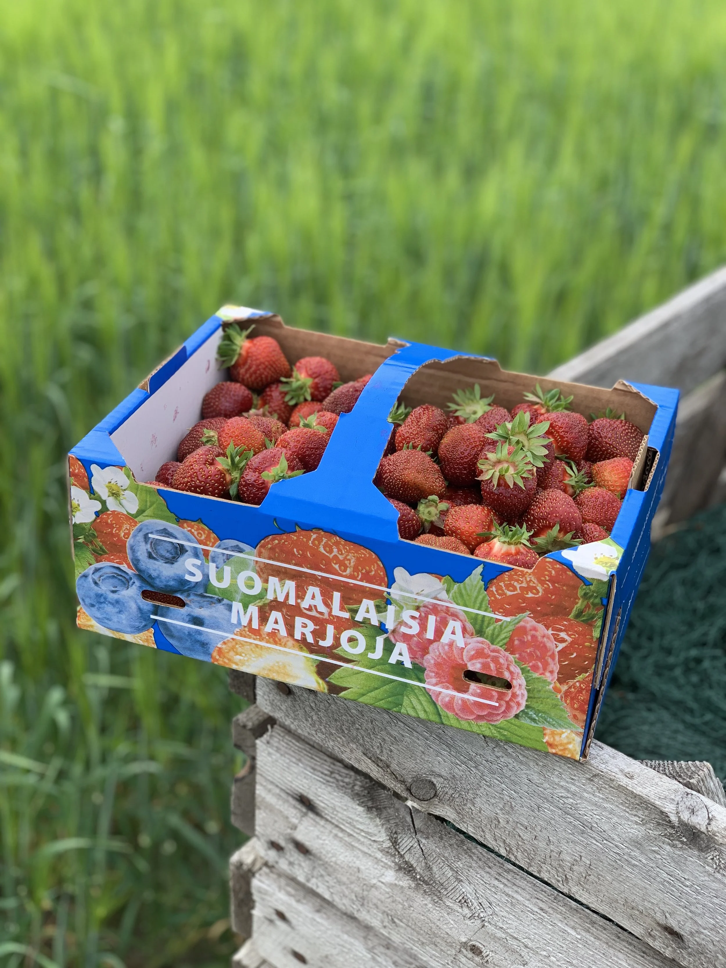 Polka-mansikan satokausi loppuu pian – viimeiset hyvät mansikat kannattaa tulla poimimaan nyt