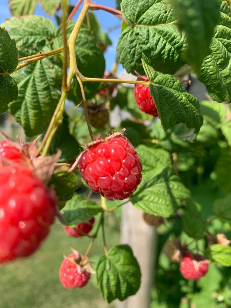 Ajankohtainen marjatilanne