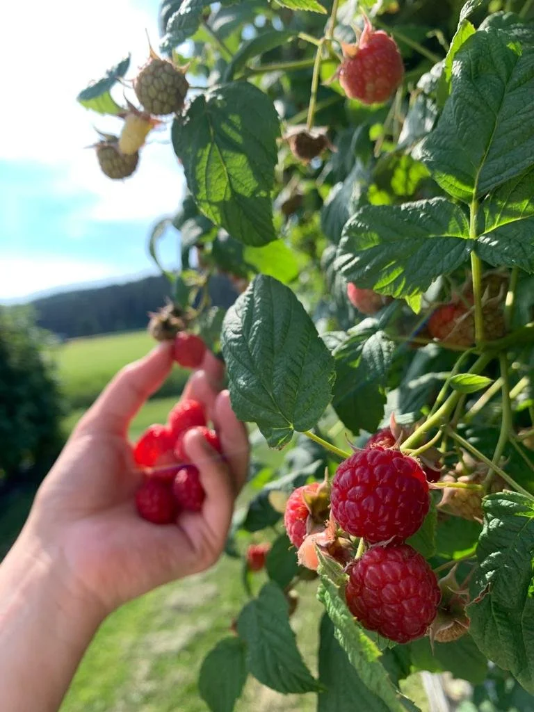 Vadelman itsepoiminta alkaa maanantaina 1.8.