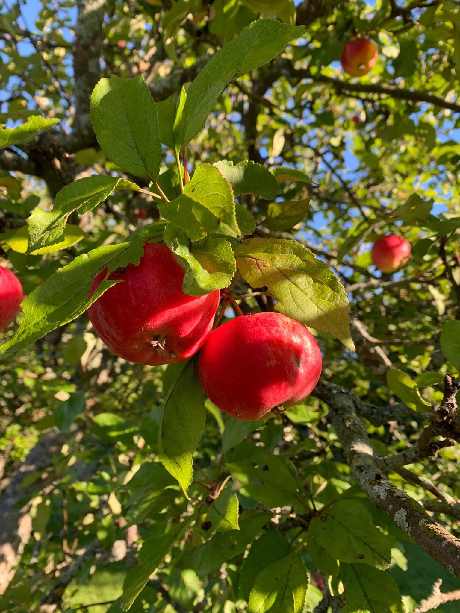 Omenan mehustusta ma–to 12.9–15.9.