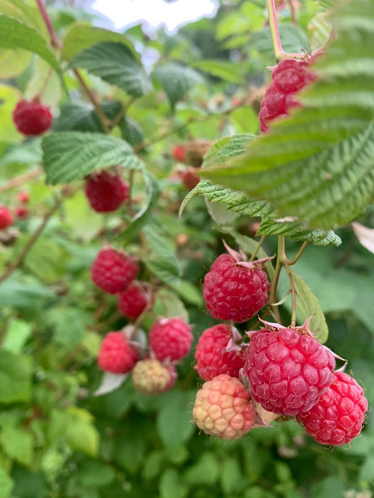 Vadelman poiminta on alkanut