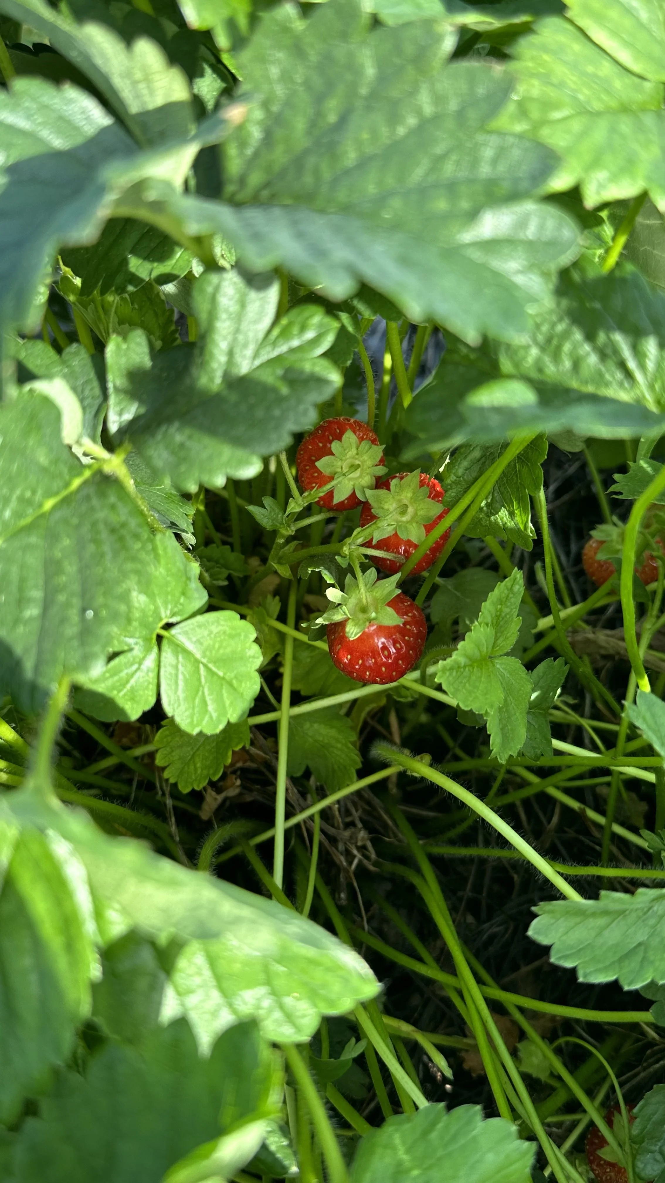 Ajankohtainen marjatilanne