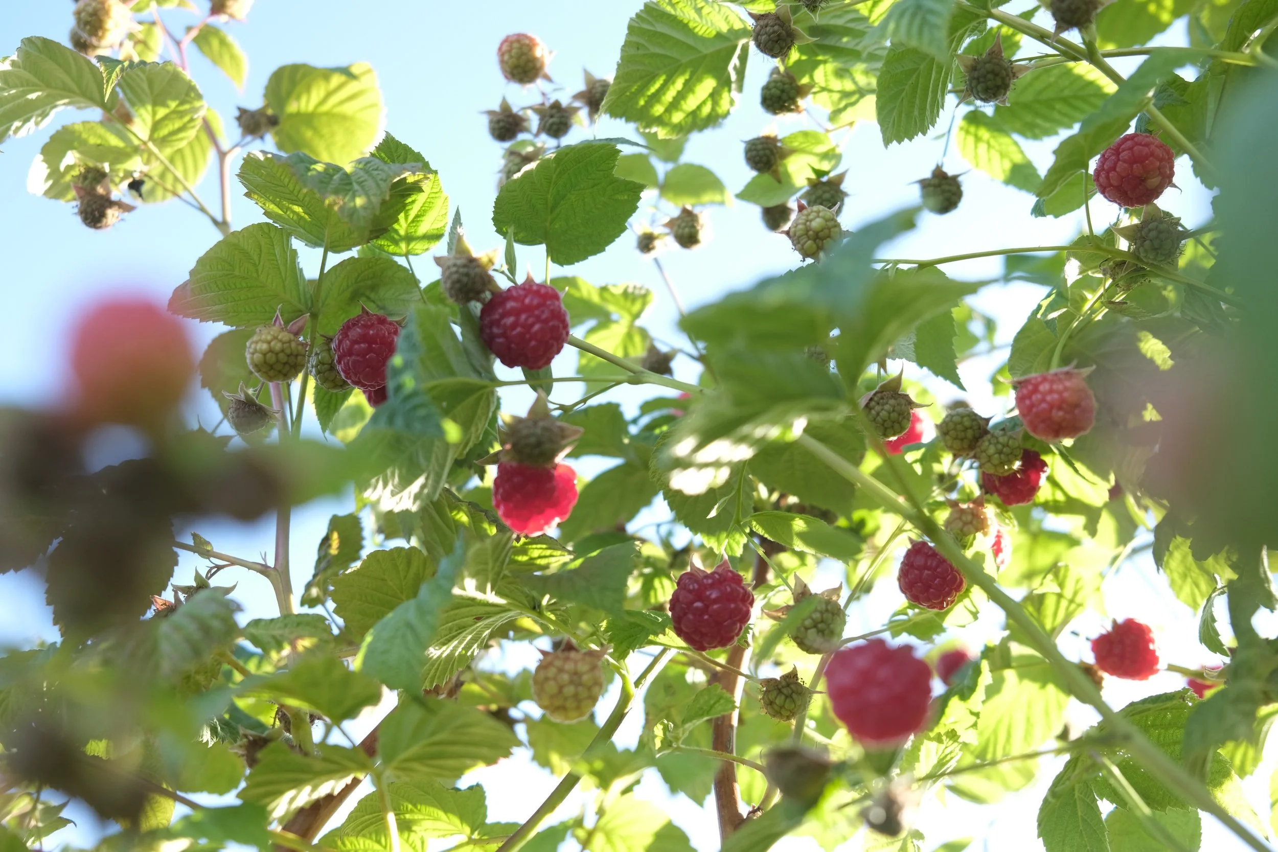 Vadelmakausi on alkanut
