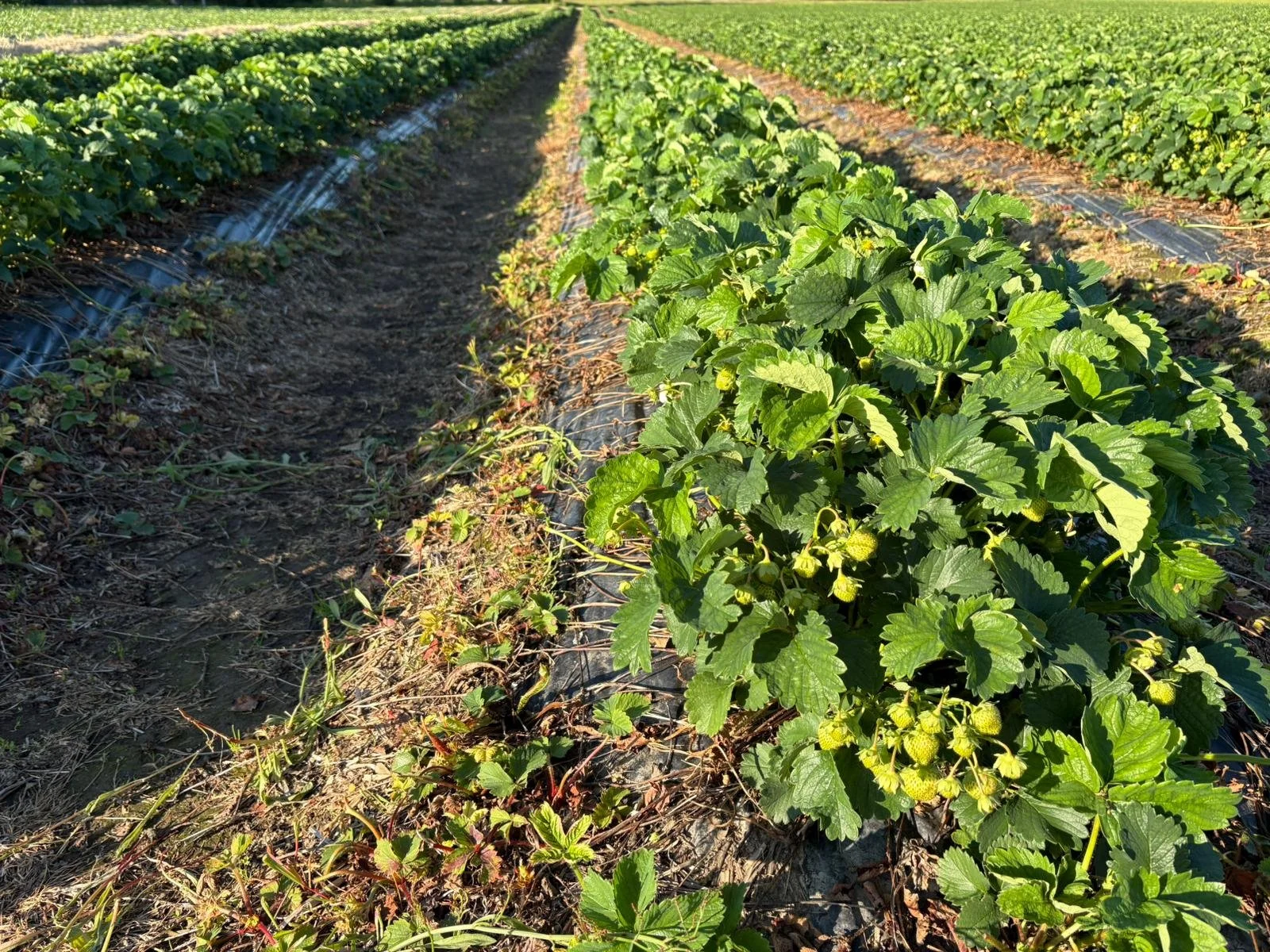 Ensimmäiset mansikat kypsyvät