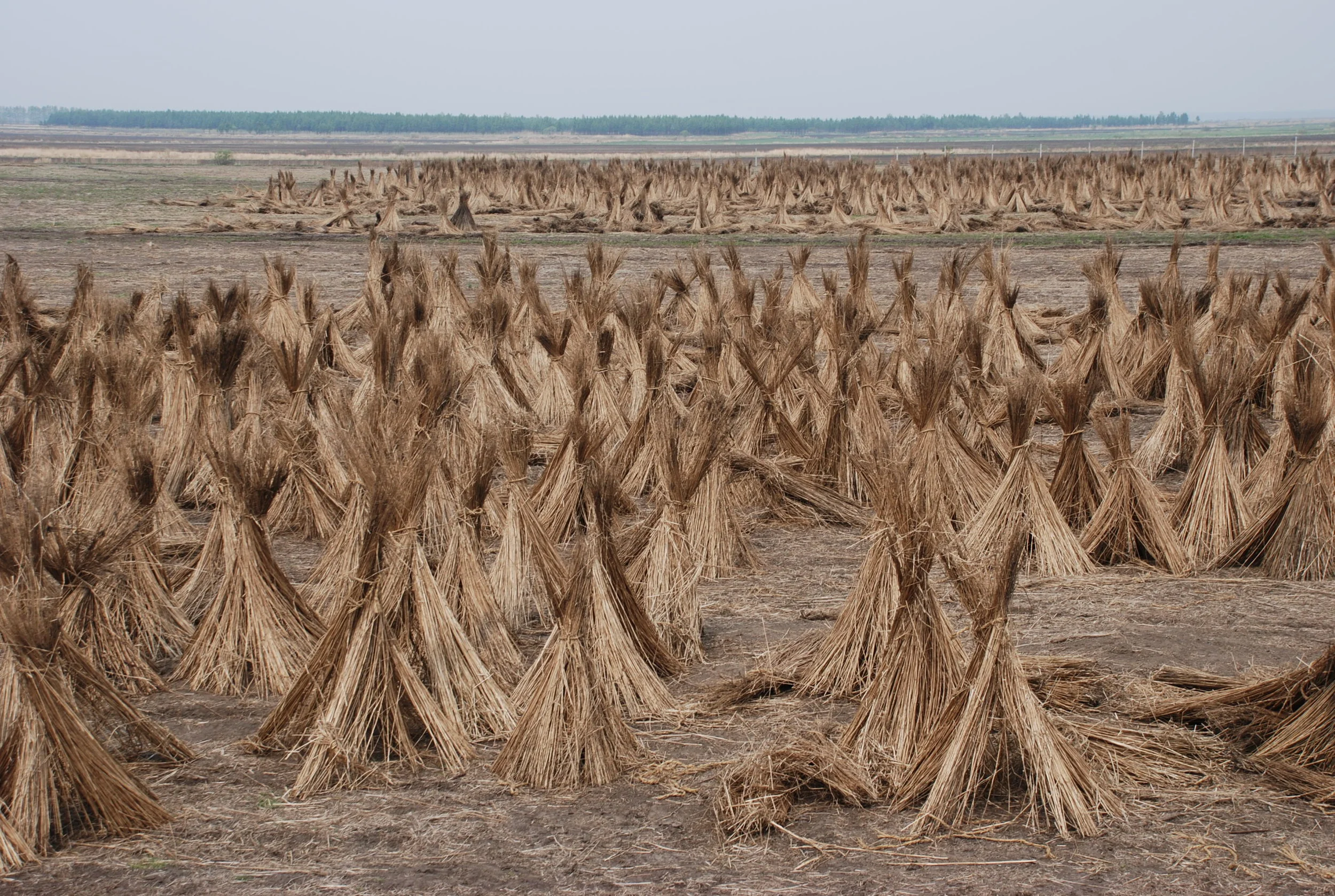 Hemp Field.JPG