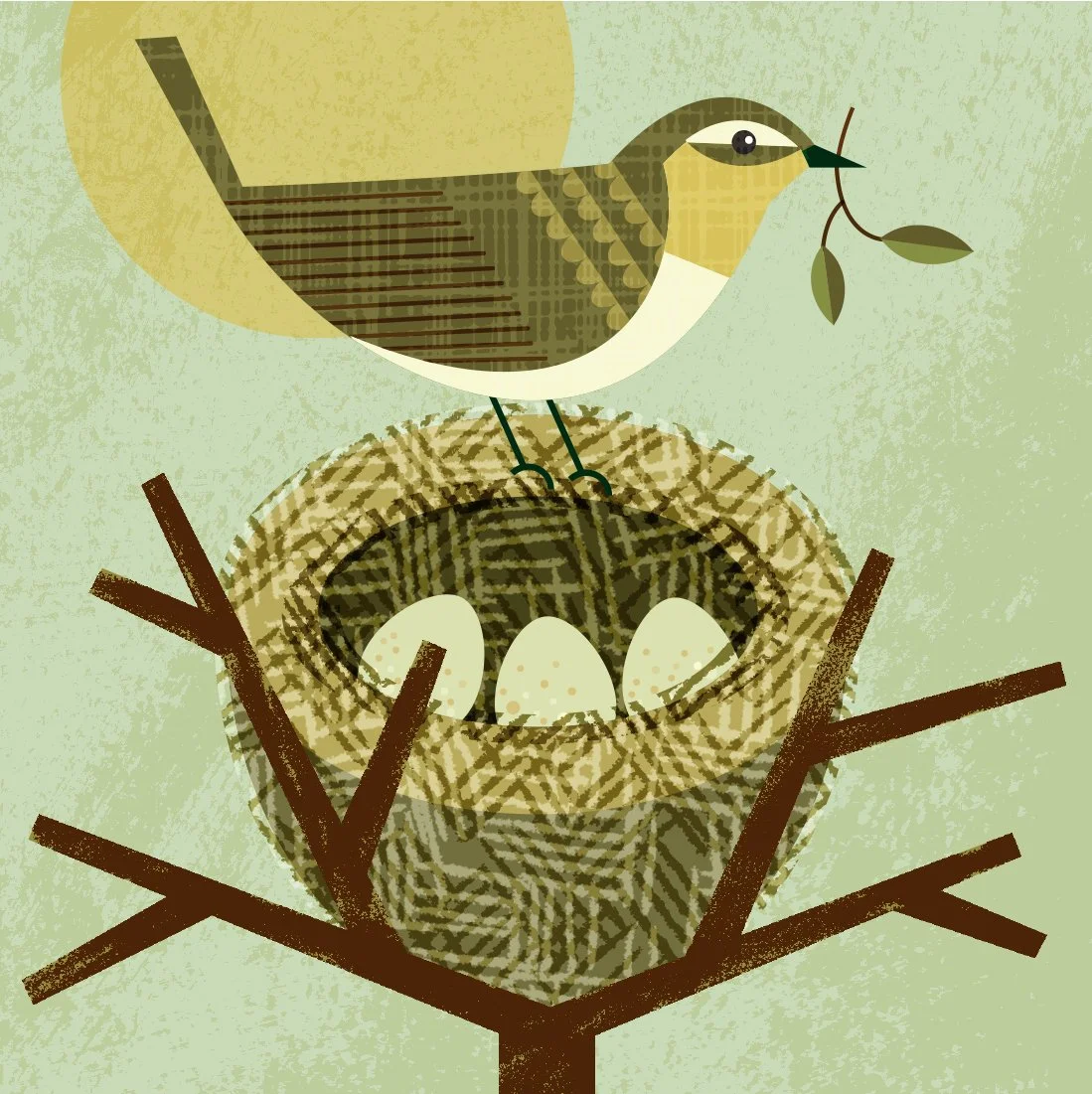 chiffchaff.jpg