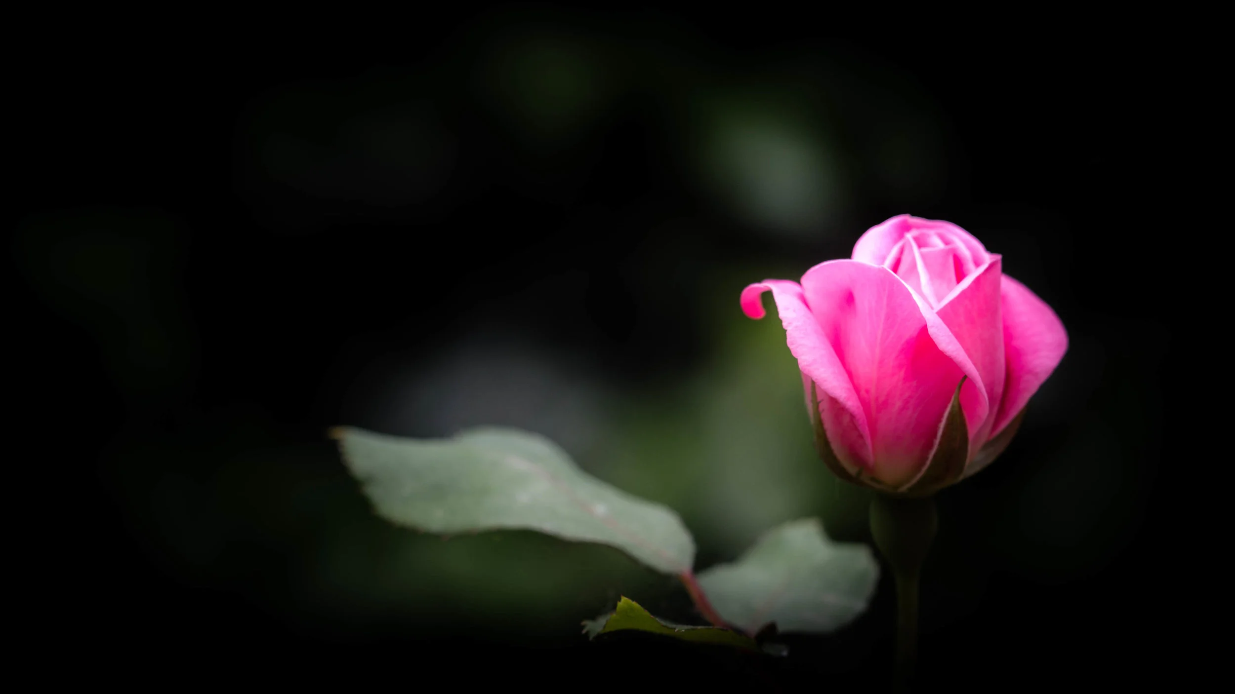 DSC_4693.jpg
