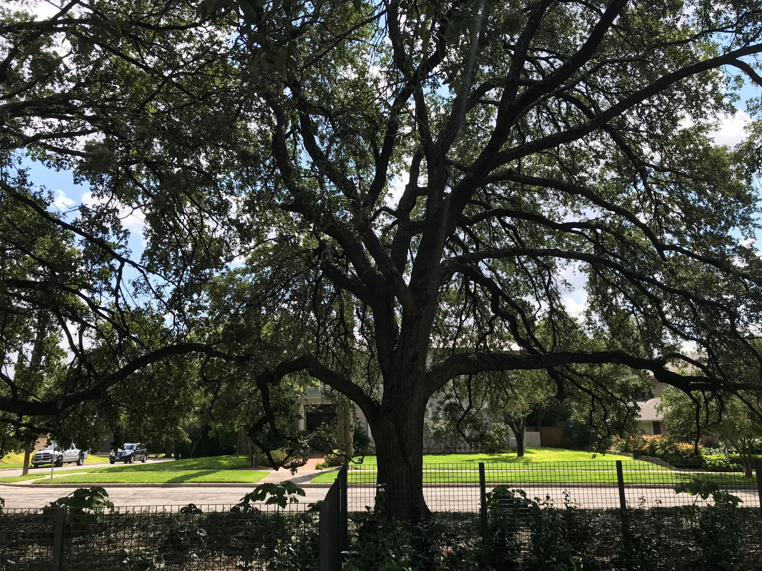 Tree Project Submissions 