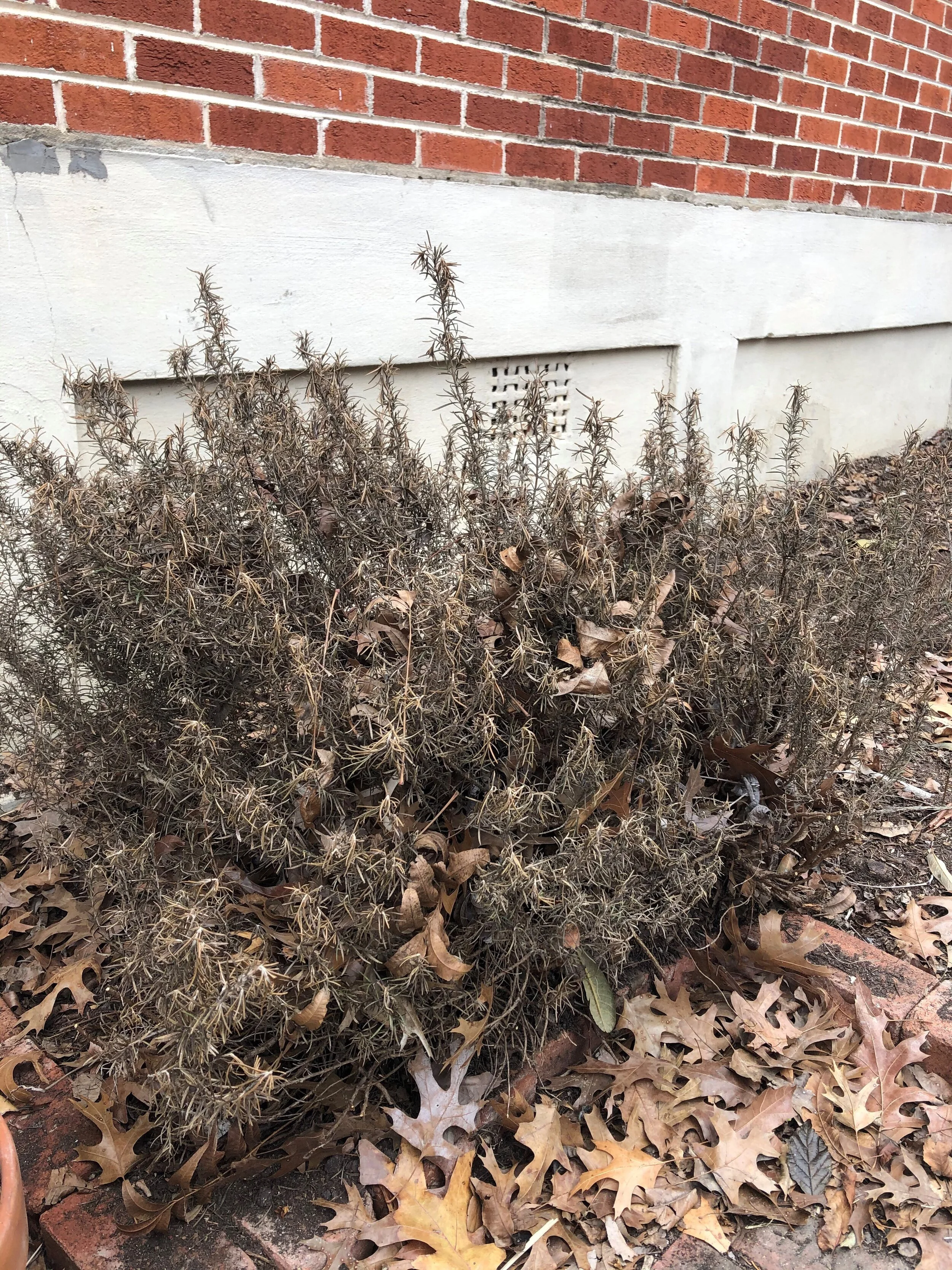 Resources for winter storm plant recovery 