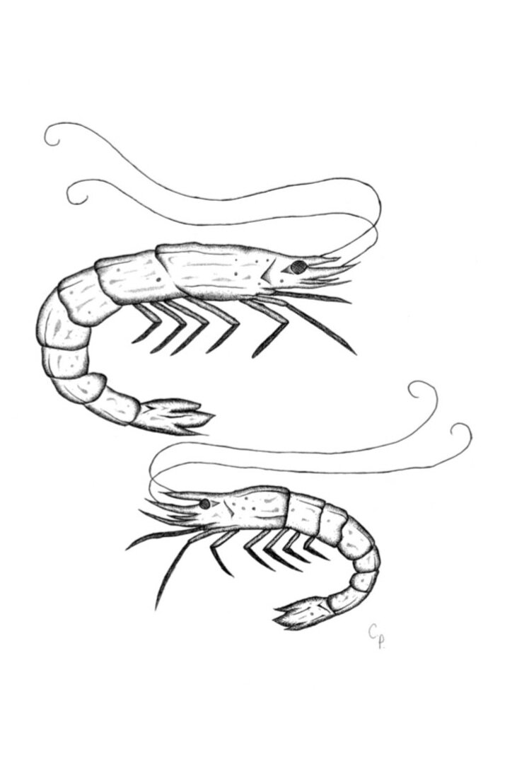 It's Just Shrimp