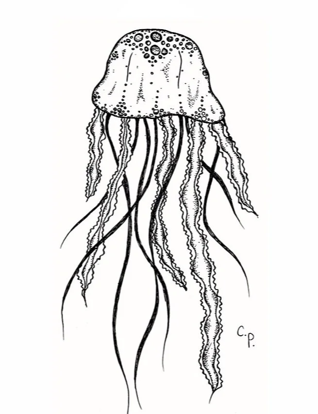 The Jellyfish