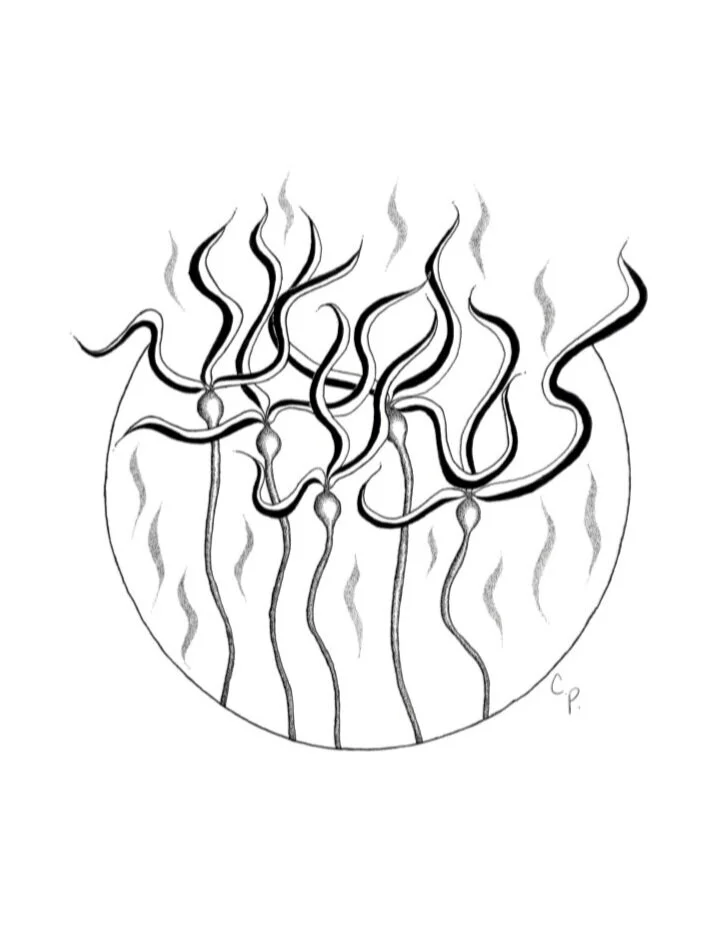 The Kelp