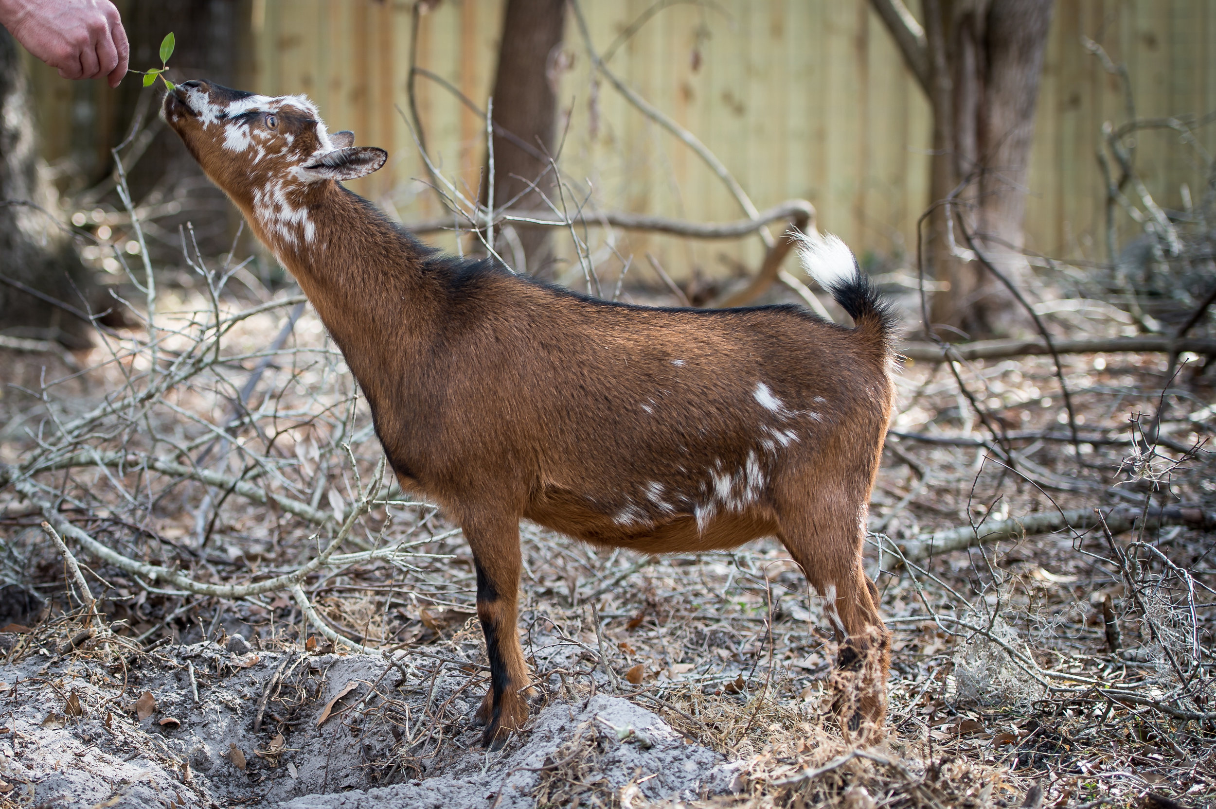 YEARLING