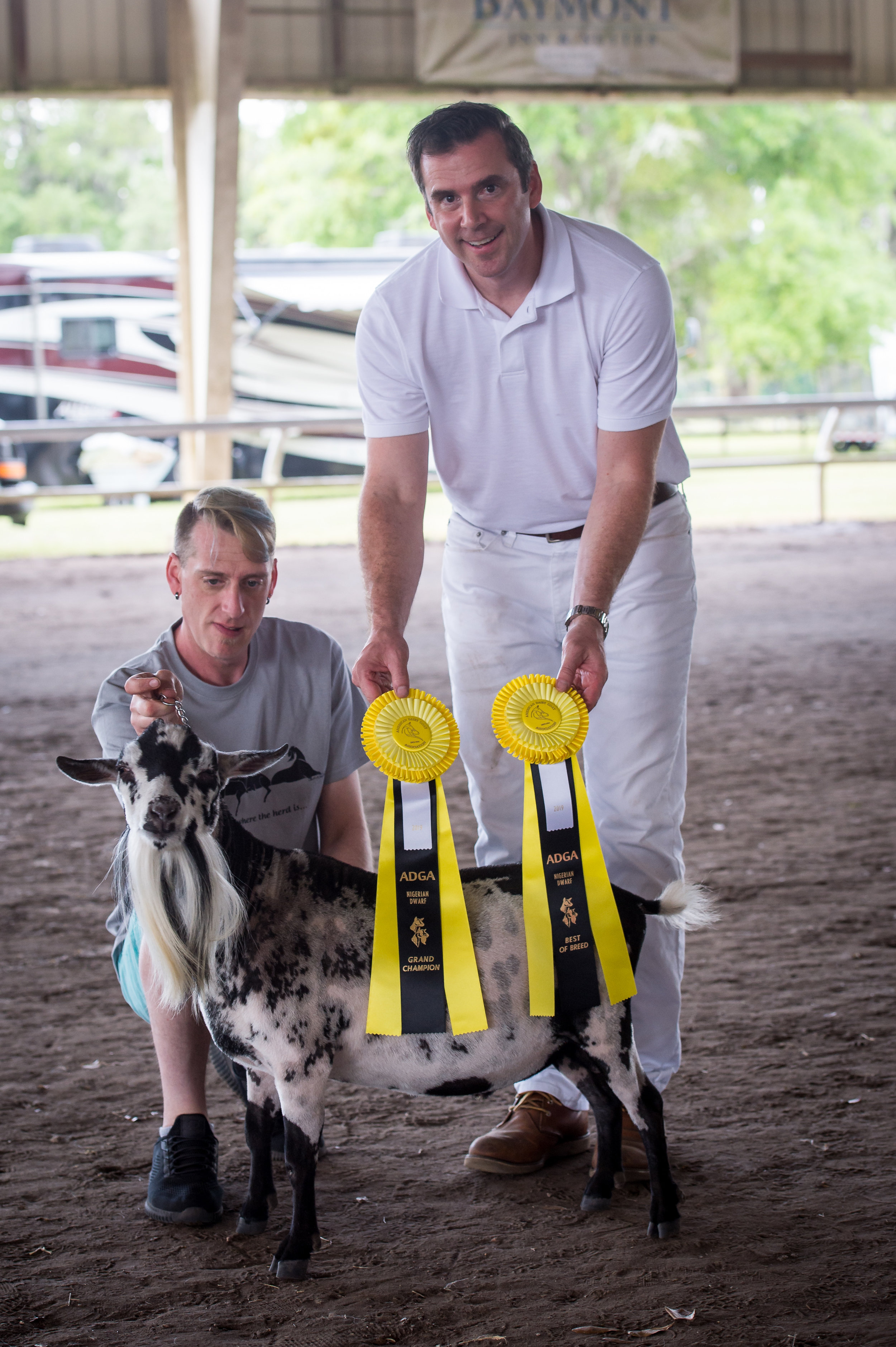 Smoky after winning GCH, BOB at Rutfest 2019. He was expertly handled by Michael Covey.