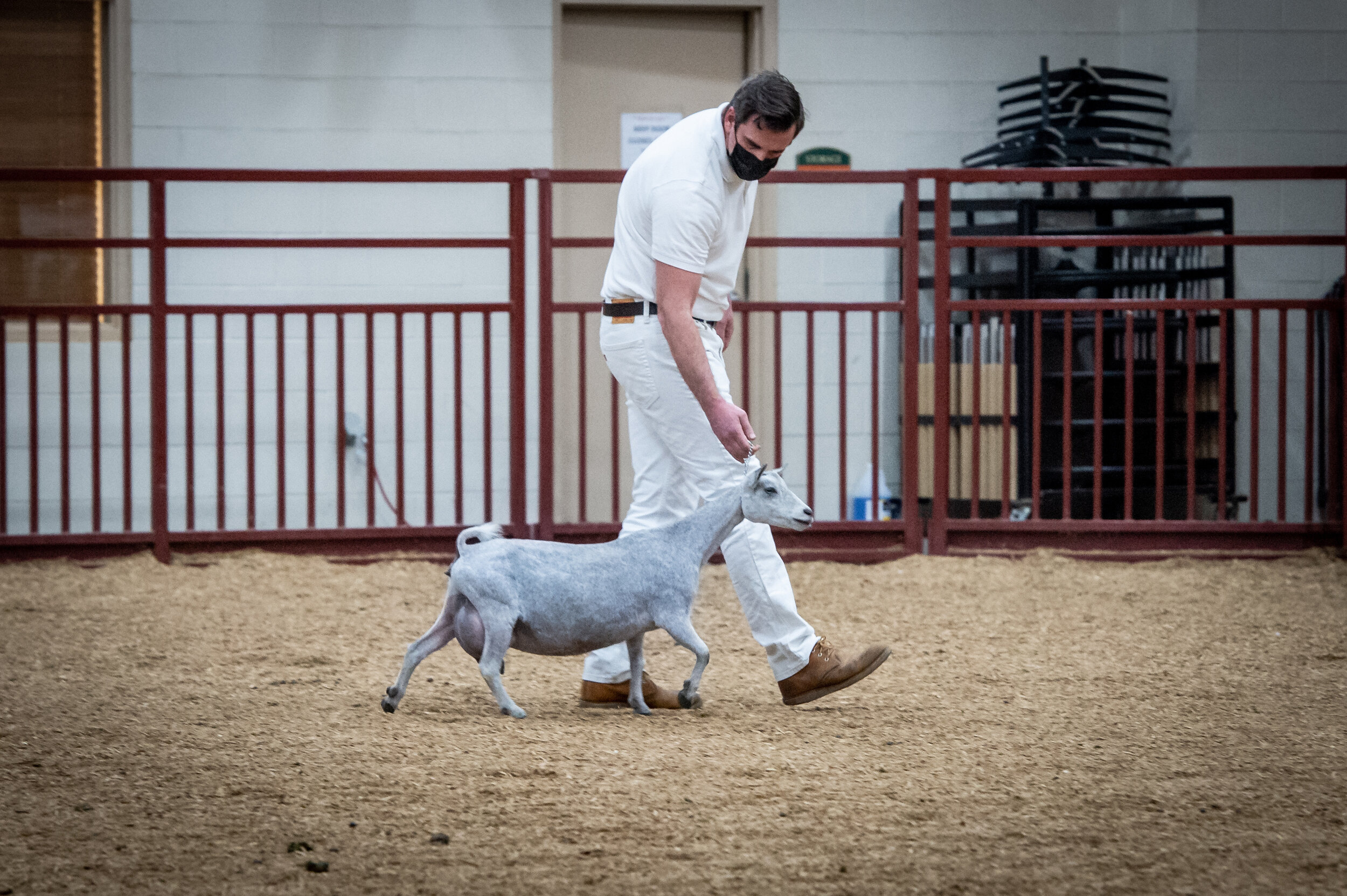 3YO 2F - Show Ring