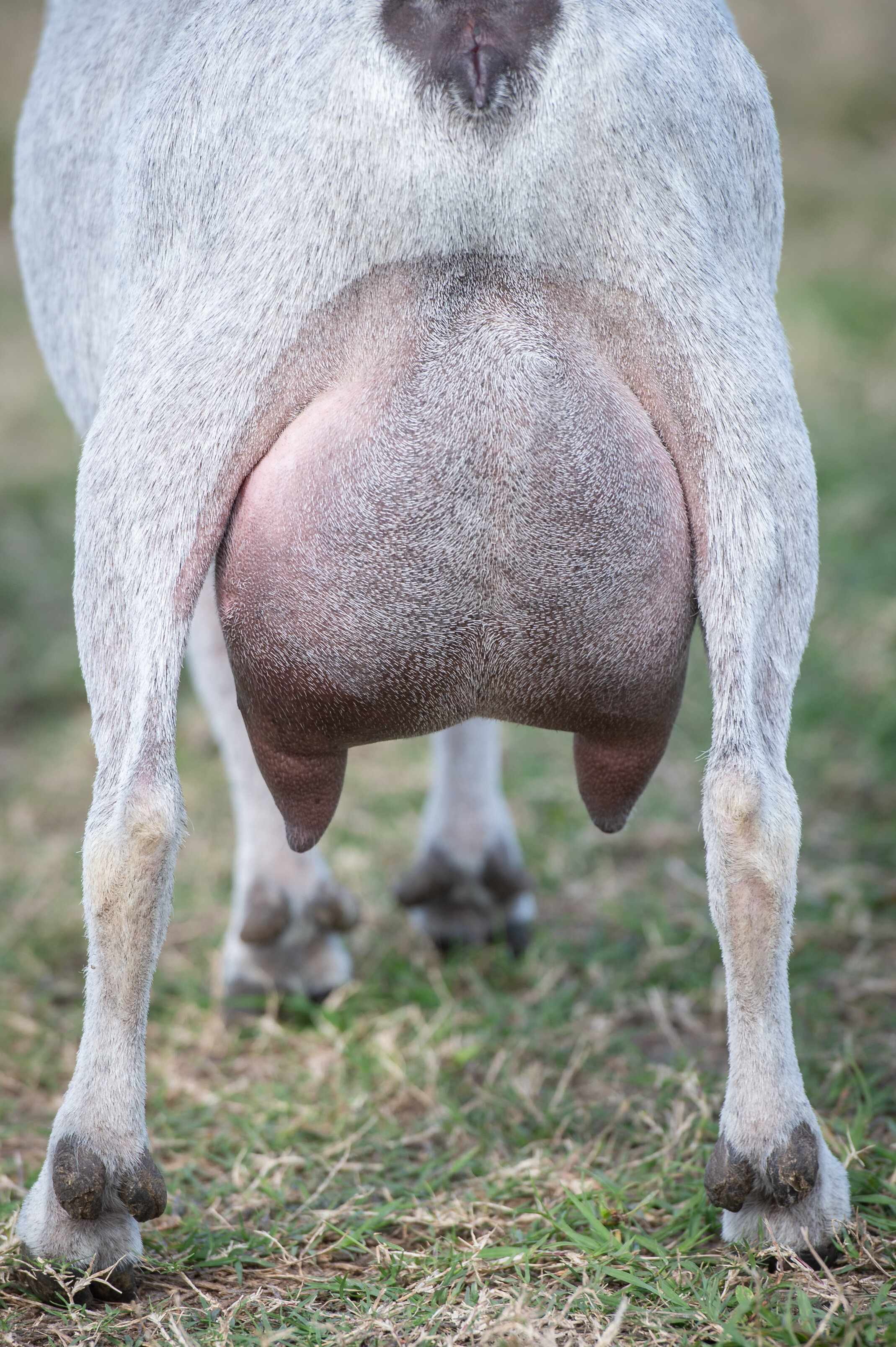 3YO 2F Rear Udder