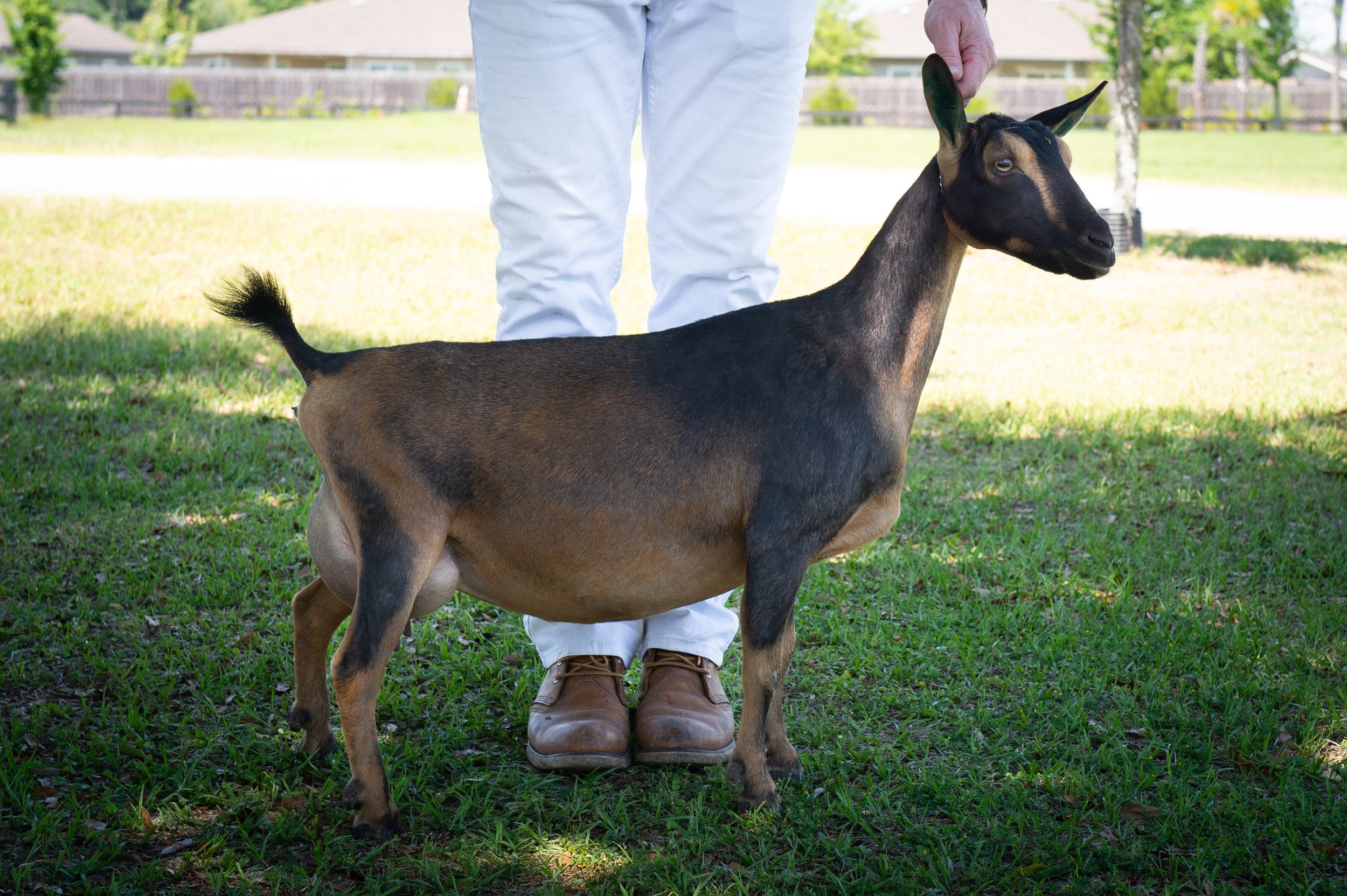 Aria 2YO 2F