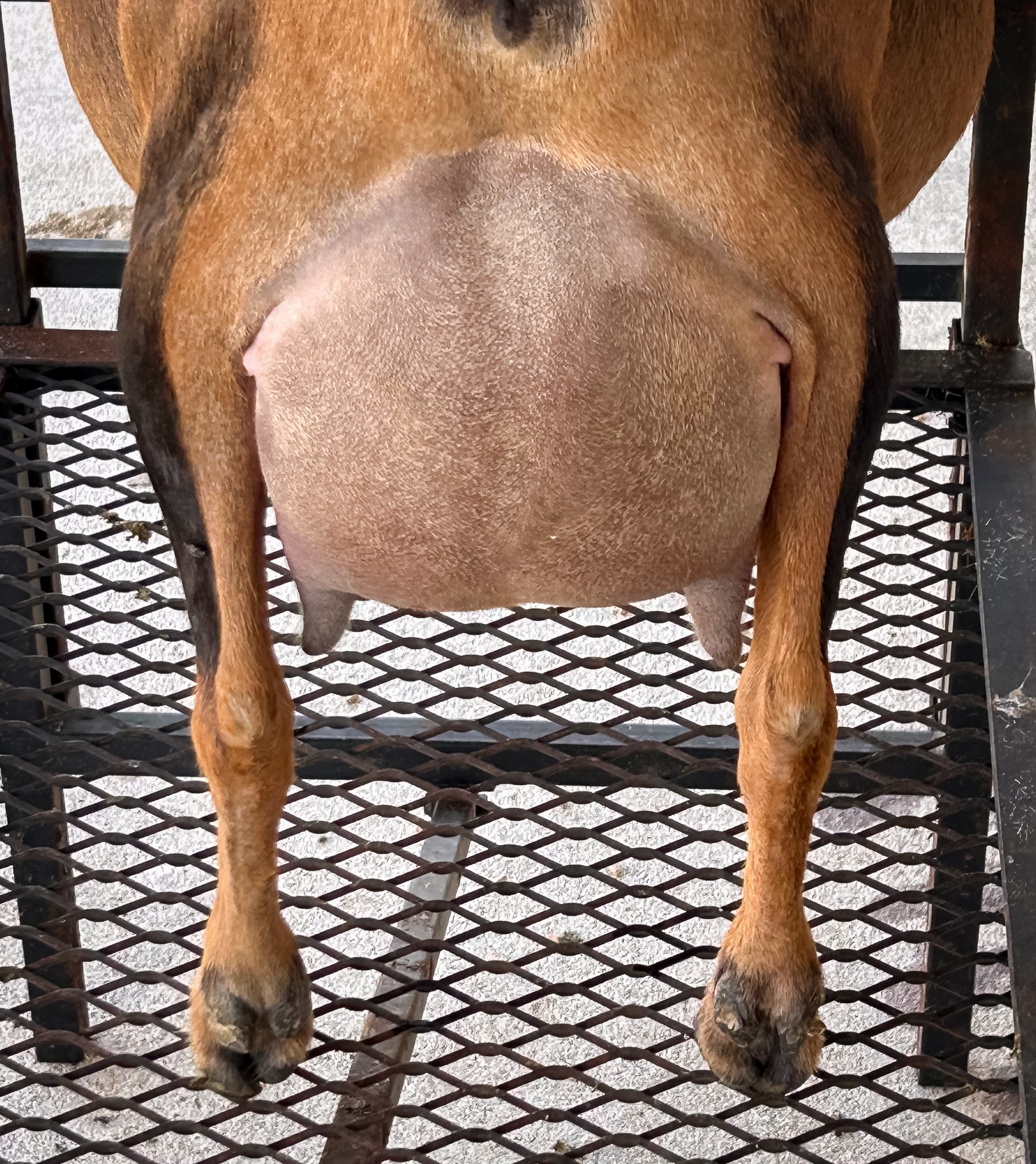 Aria 2F Udder