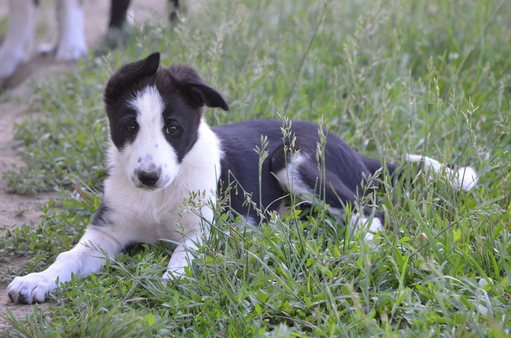 Dogs That Paved The Way Clearfield Stockdogs