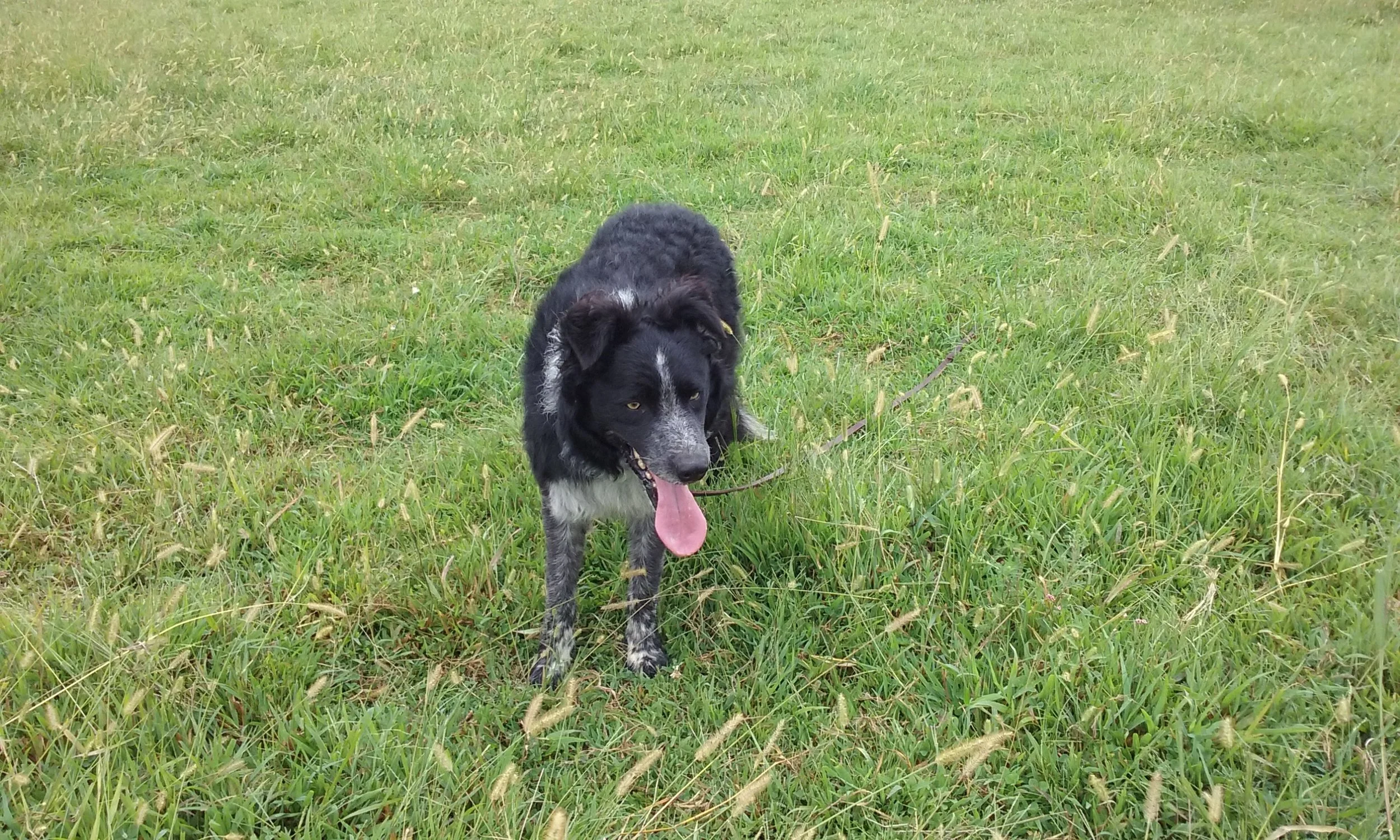 SOOT Started on sheep - gathers well Will Make A NICE farm dog