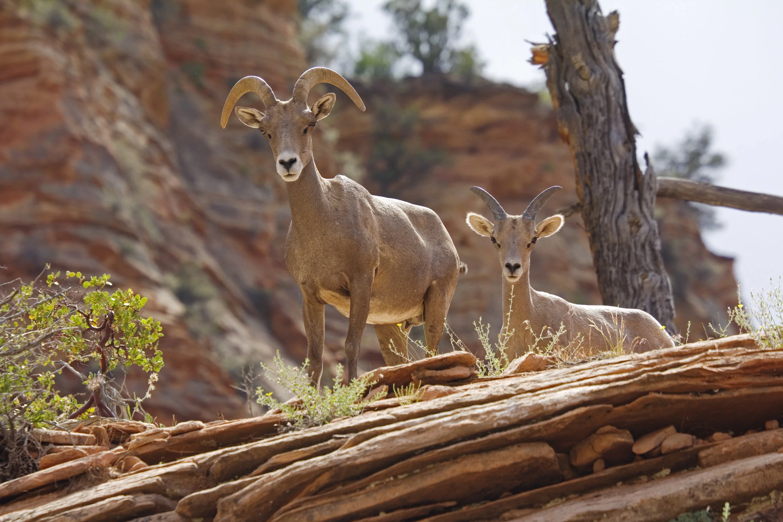 Desert Bighorn 9July11 (17).jpg