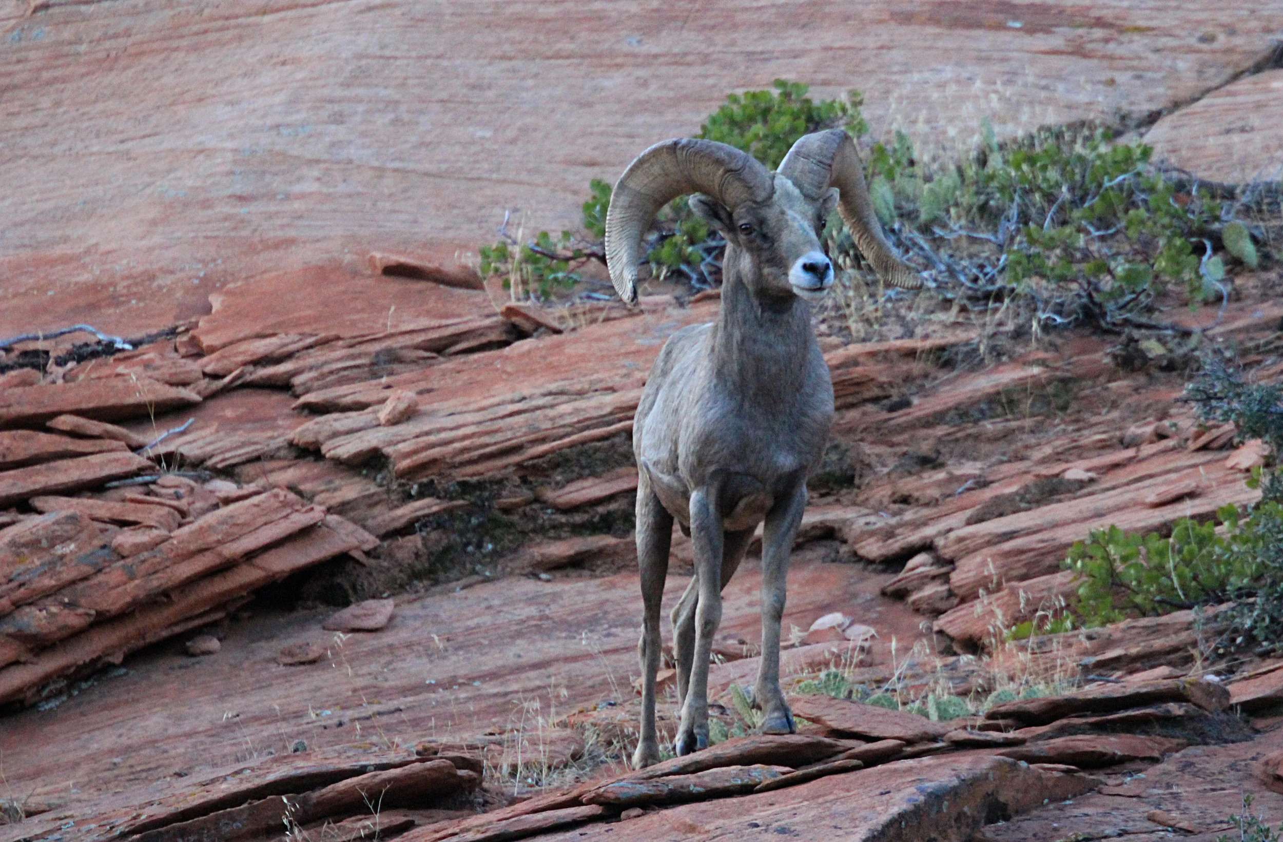 Zion Wild Life (9).JPG