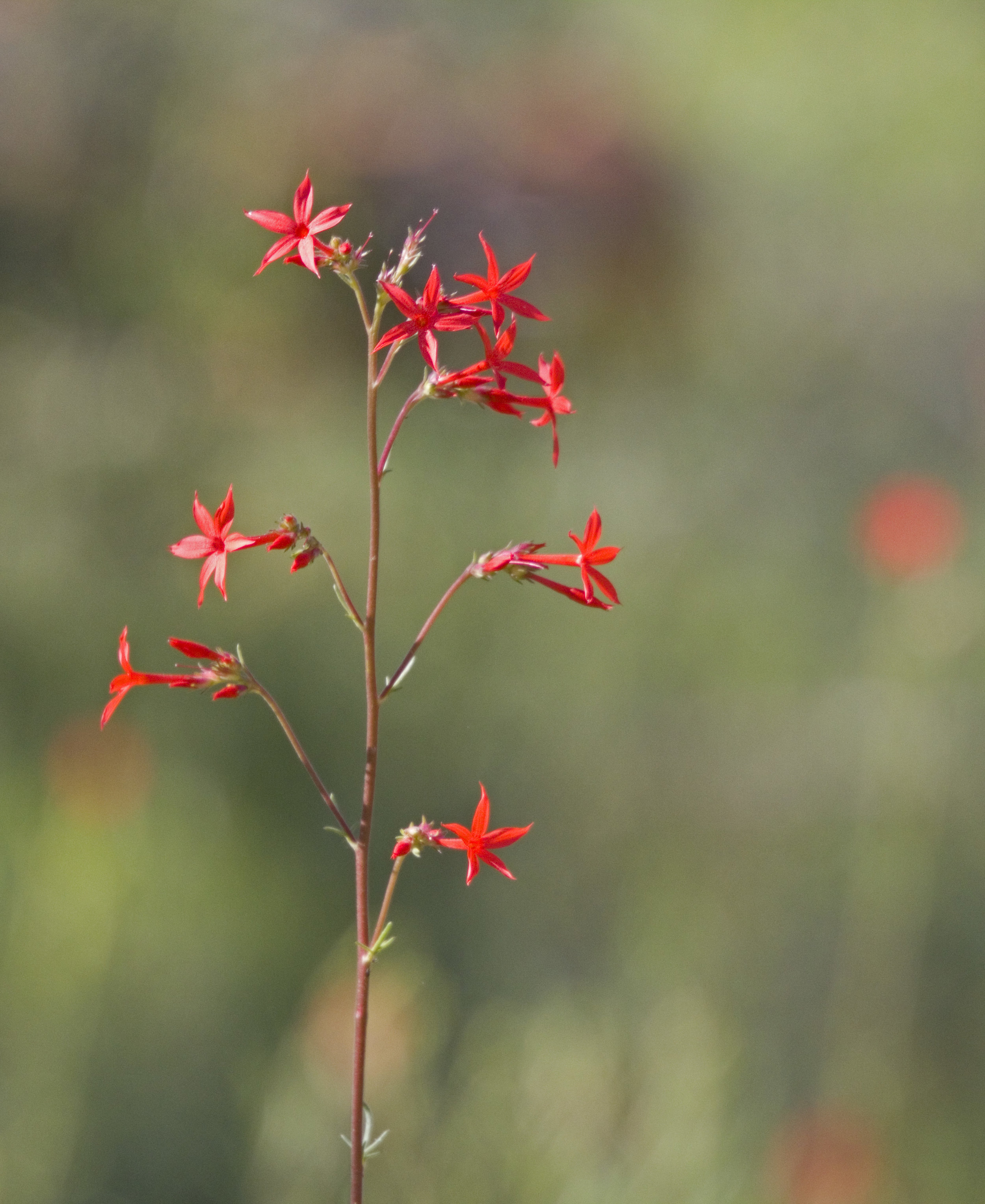 Zion Wild Flowers (1).jpg