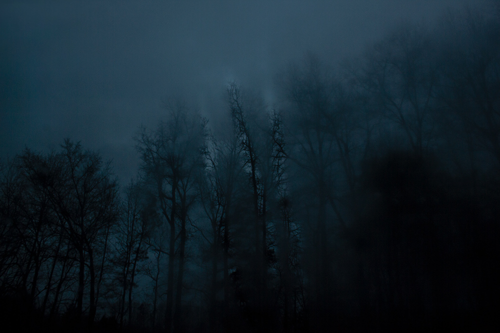 night-forest-1.jpg